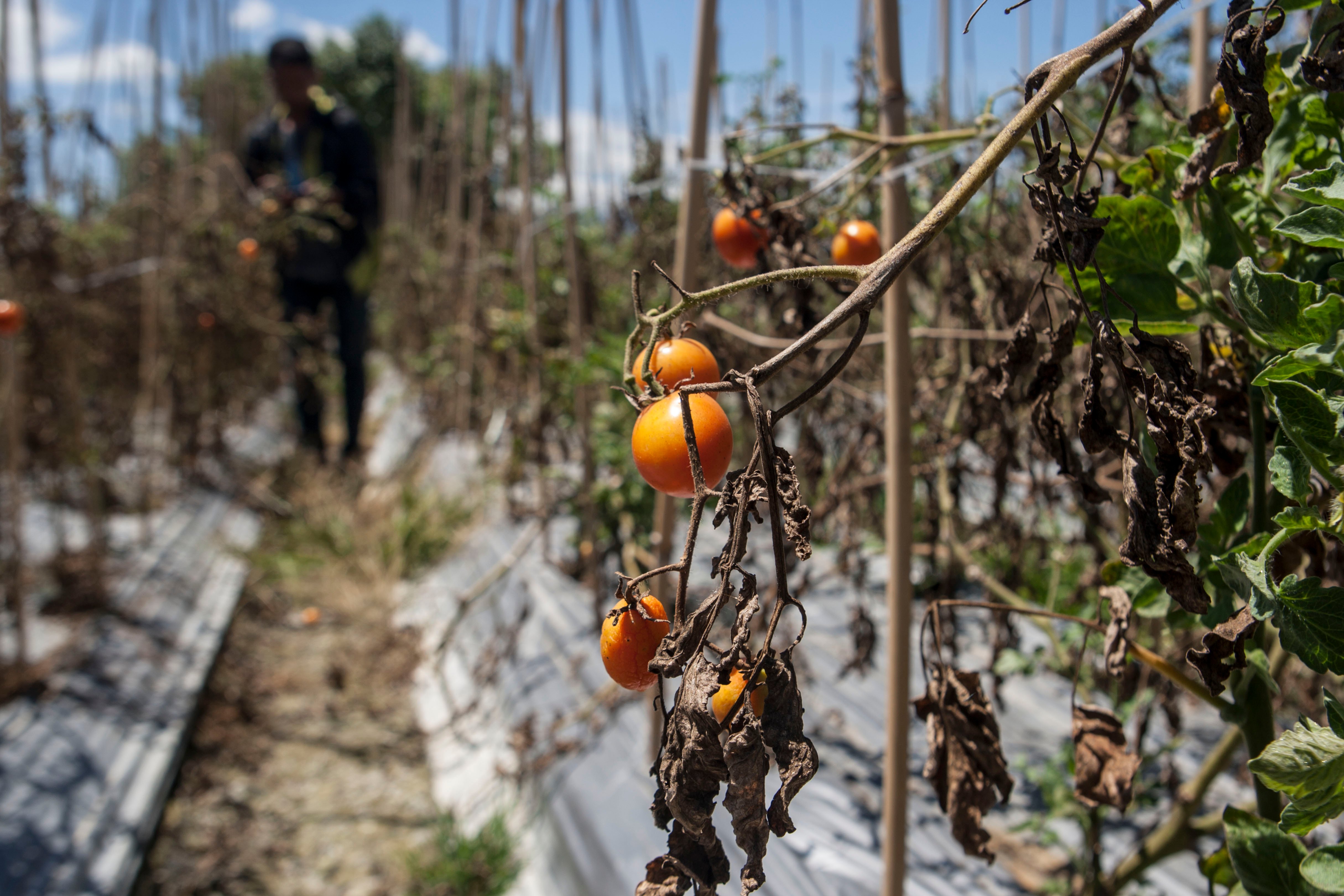 Tomat yang rusak dan daun mengering akibat musim kemarau 