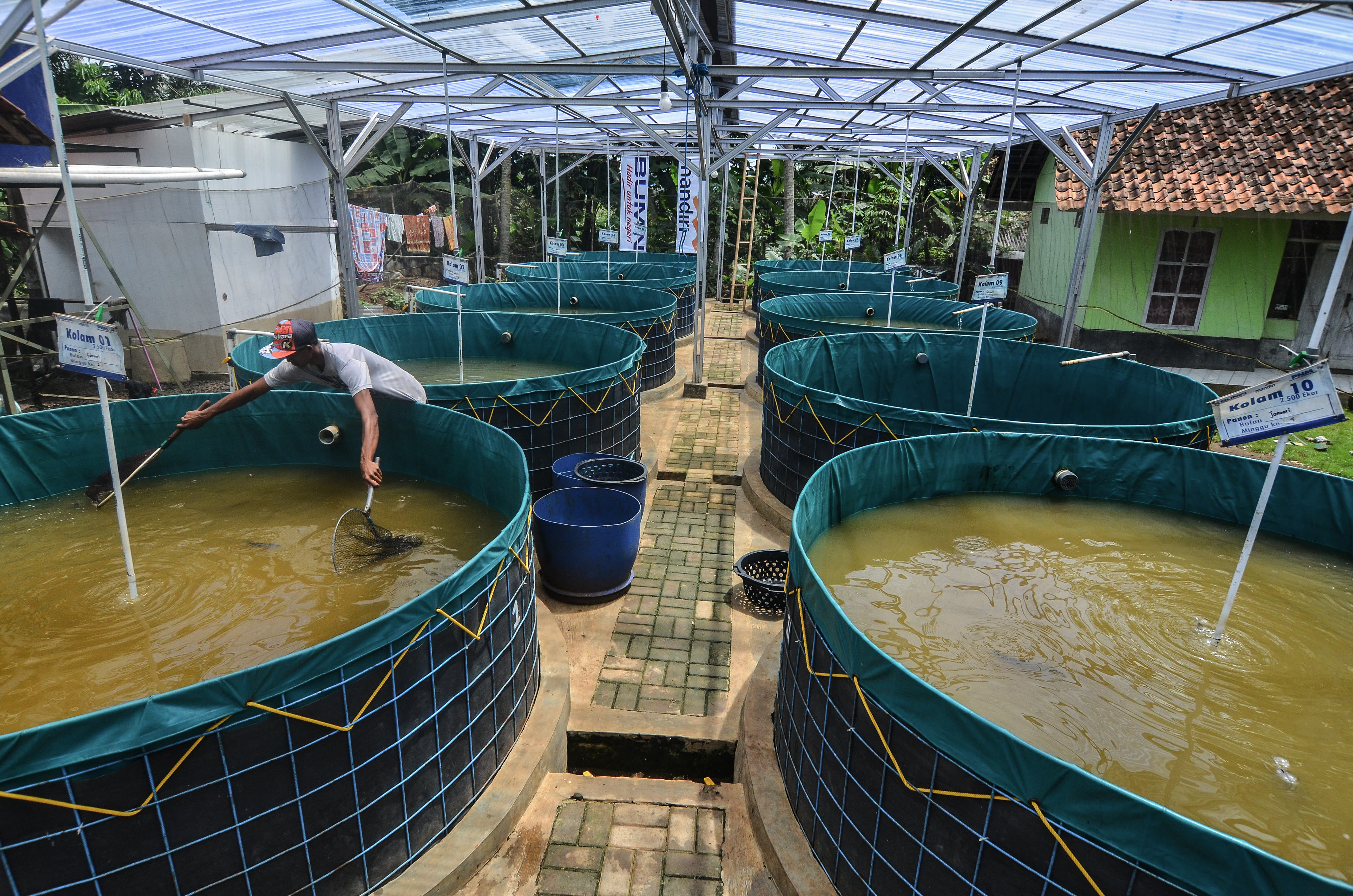 Peternak binaan program padat karya tunai memanen ikan lele budidaya di Dusun Cikatomas, Kabupaten Ciamis, Jawa Barat.