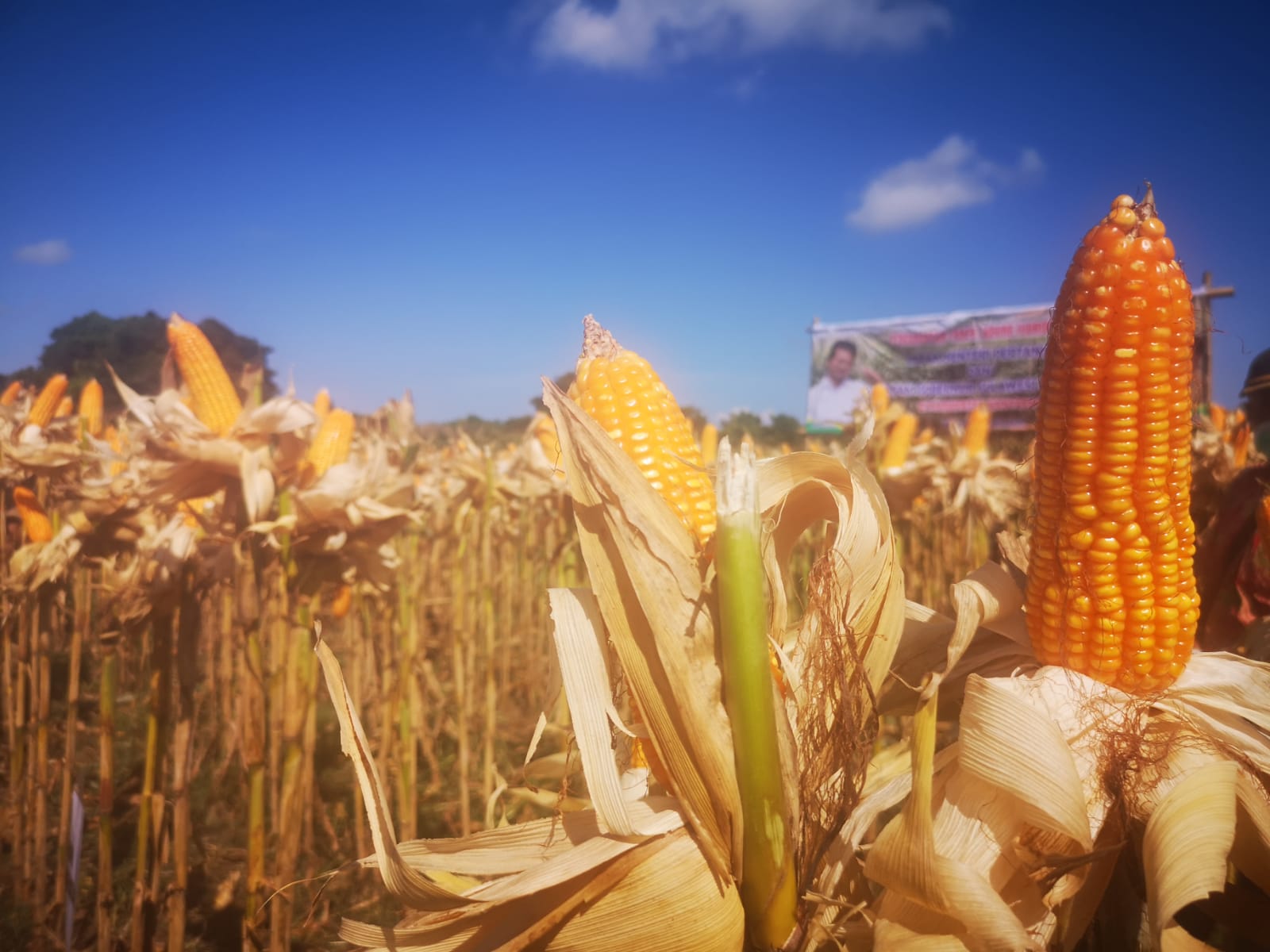 Panen jagung seluas 350 hektare di Desa Kaloling, Kecamatan Gantarang Keke,  Bantaeng, Sulawesi Selatan (Sulsel). 