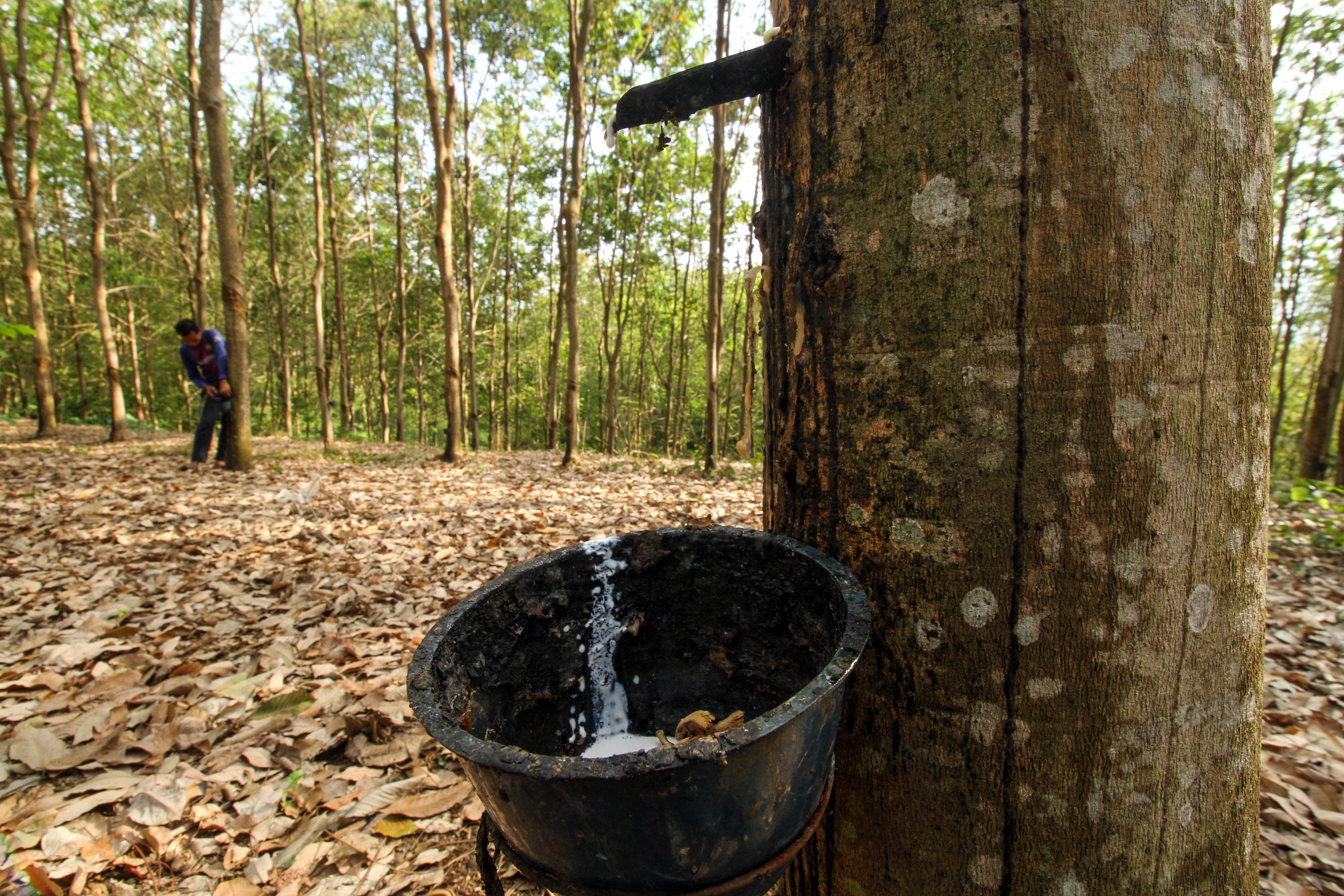 Pekerja menyadap karet di sentra perkebunan karet Desa Alue Garut, Kecamatan Sawang, Aceh Utara, Aceh, Jumat (28/2)