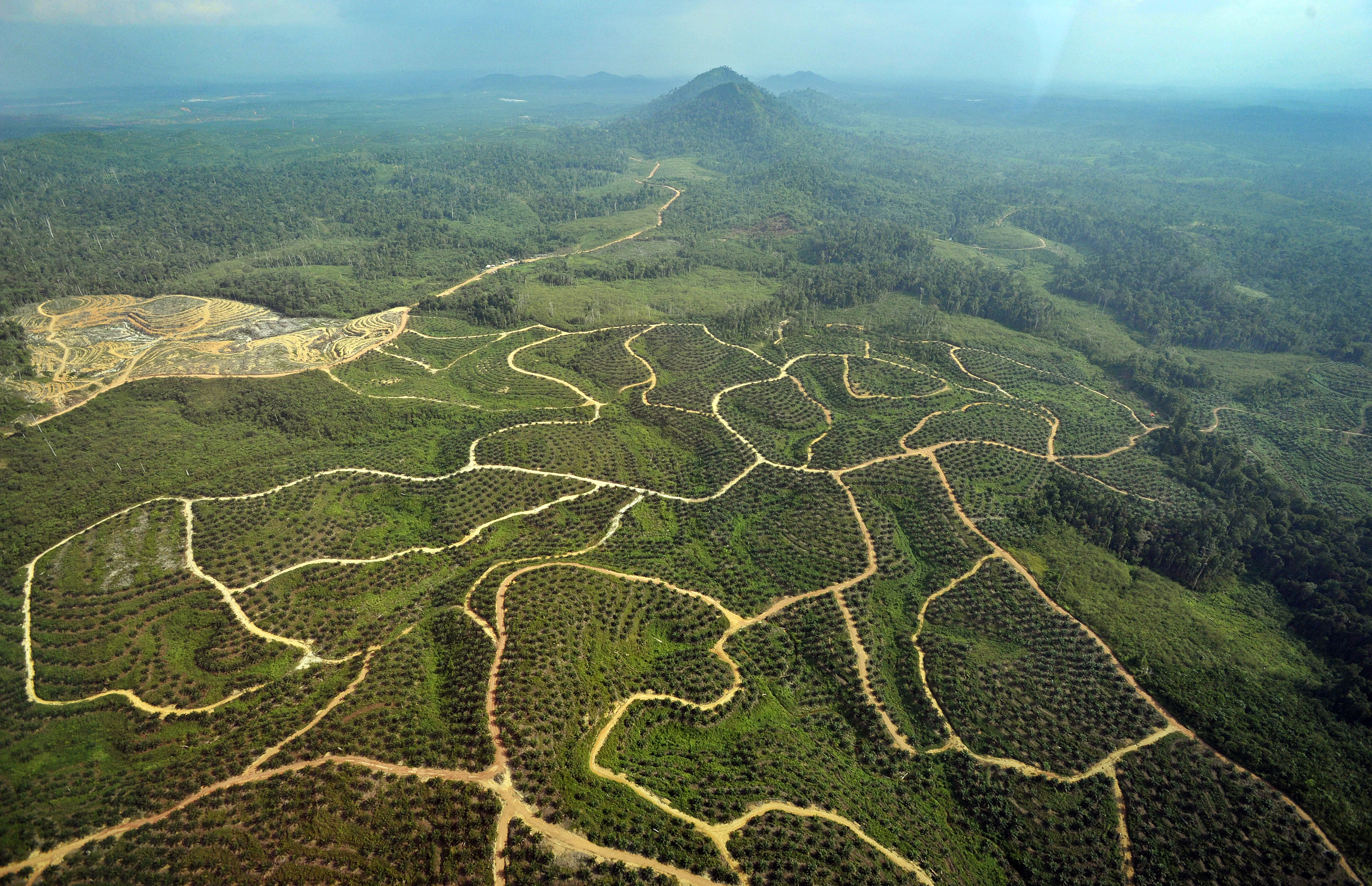 Lahan perkebunan kelapa sawit di Kalteng