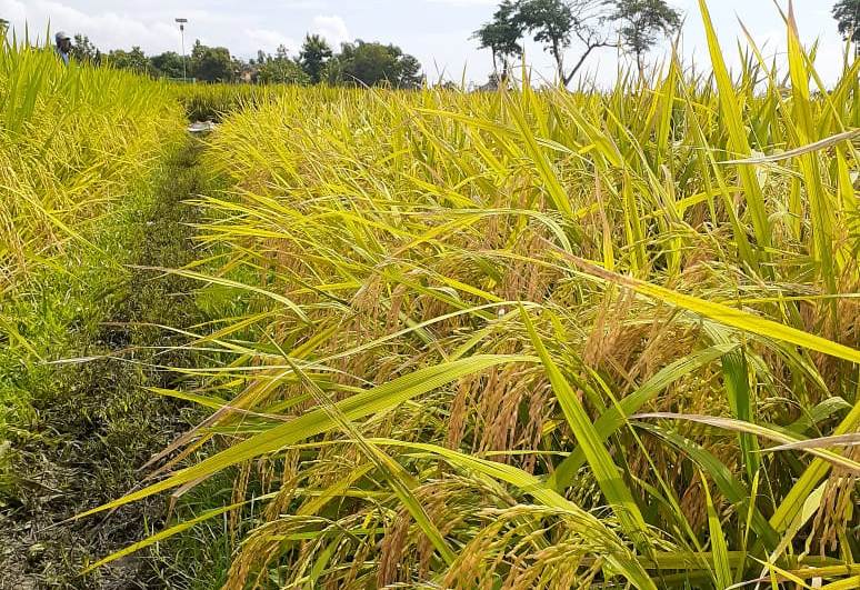 Kabupaten Purwakarta, Jawa Barat, mencatatkan surplus beras di bulan April 2020 sebesar 12 ribu ton.