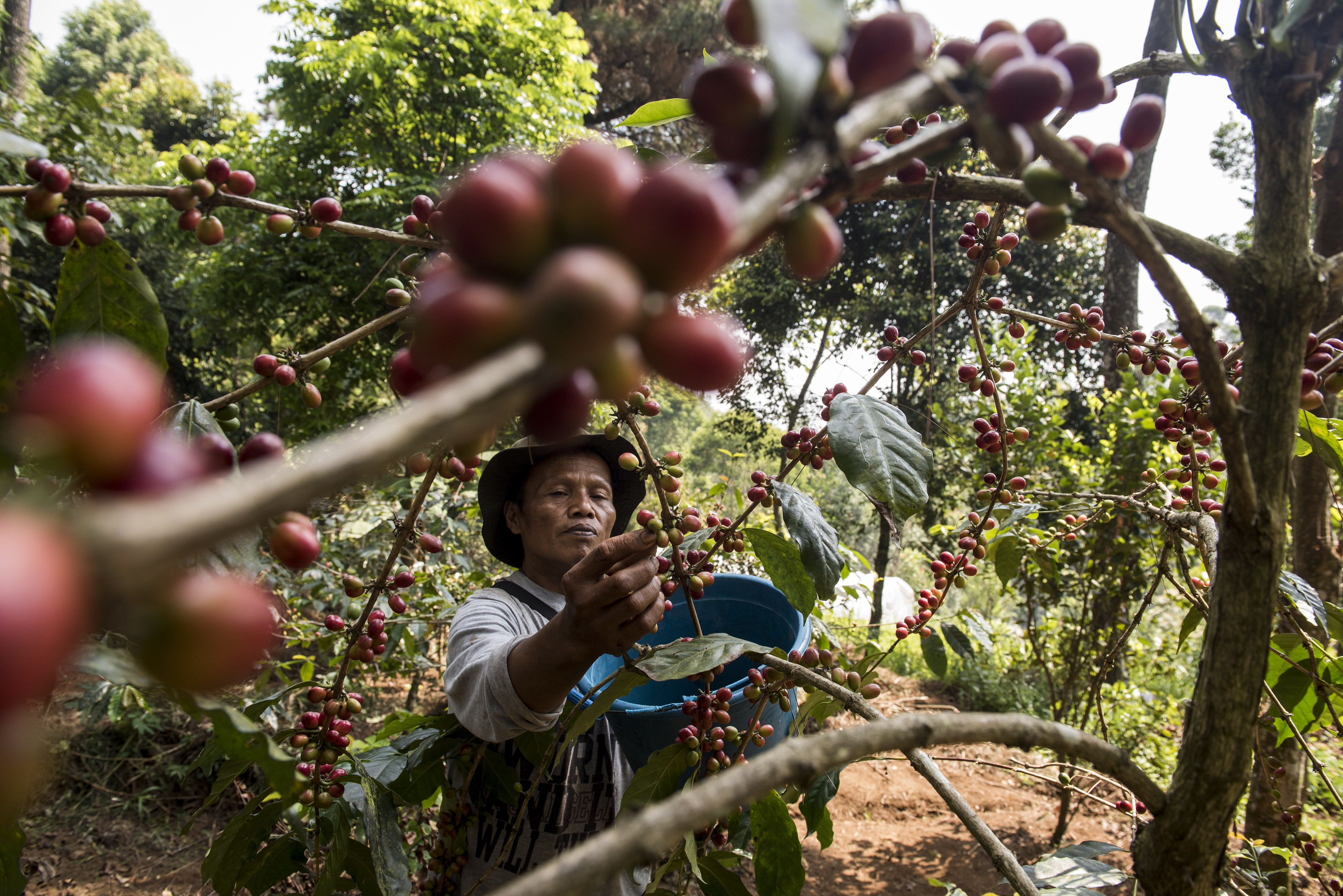 Petani memetik buah kopi di perkebunan wilayah Gunung Puntang, Kabupaten Bandung, Jawa Barat.