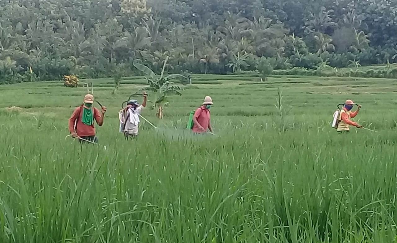 Kabupaten Jembrana Gelar Pengendalian Penyakit Blas pada Padi