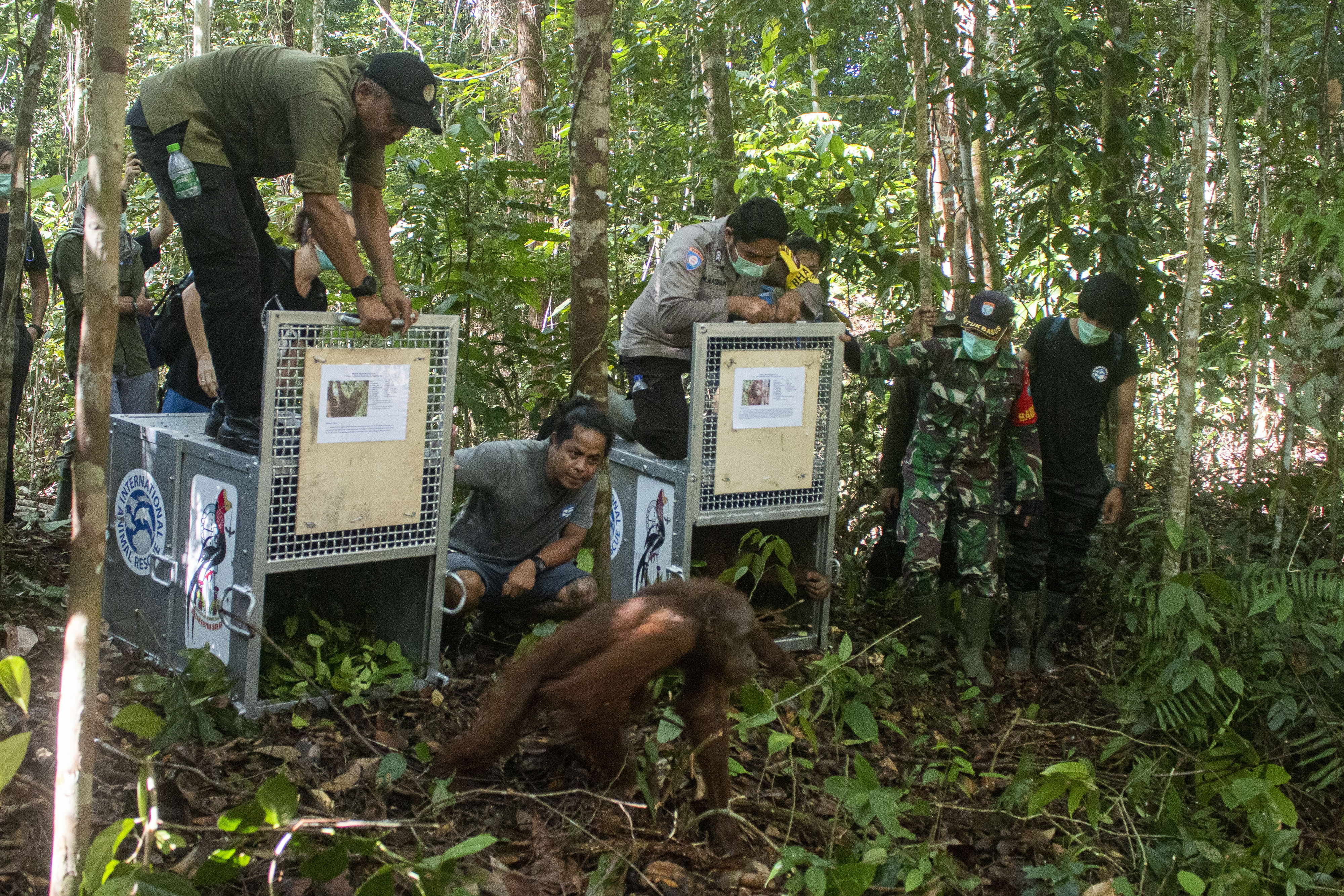 Pelepasliaran orangutan di TN Bukit Baka Bukit Raya, Kalimantan Barat (11/2/2020)
