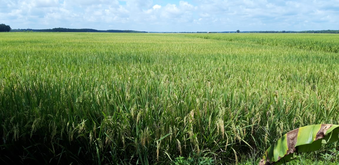 Luas panen padi Kabupaten Grobogan pada Maret 2020 seluas 36.946 hektare dan April 2020 seluas 4.454 hektare.