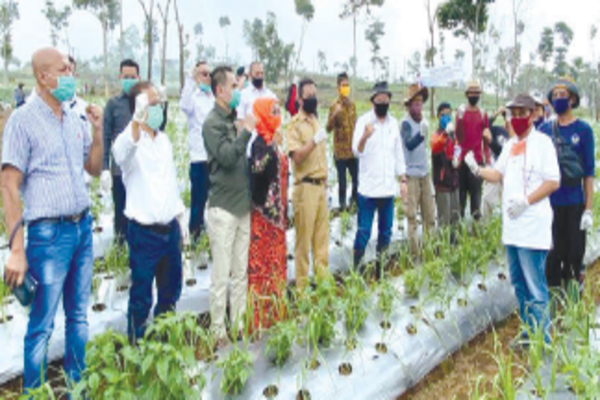 Ketua DPD Kunjungi Sentra Bawang di Ciaanjur