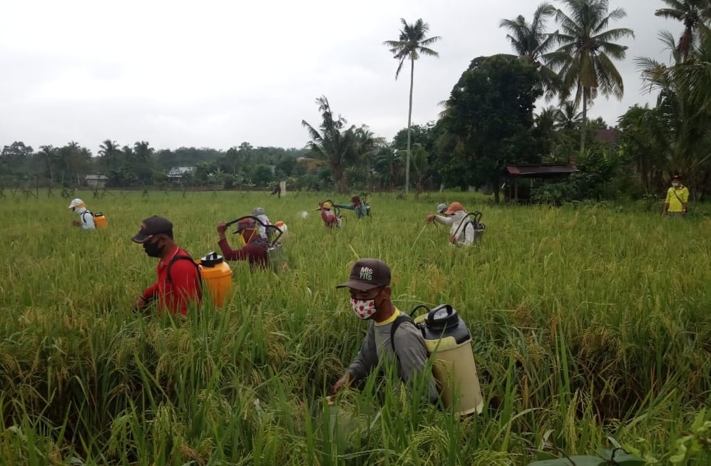 Para petani melakukan gerakan pengendalian organisme pengganggu tanaman (OPT) ulat grayak. 