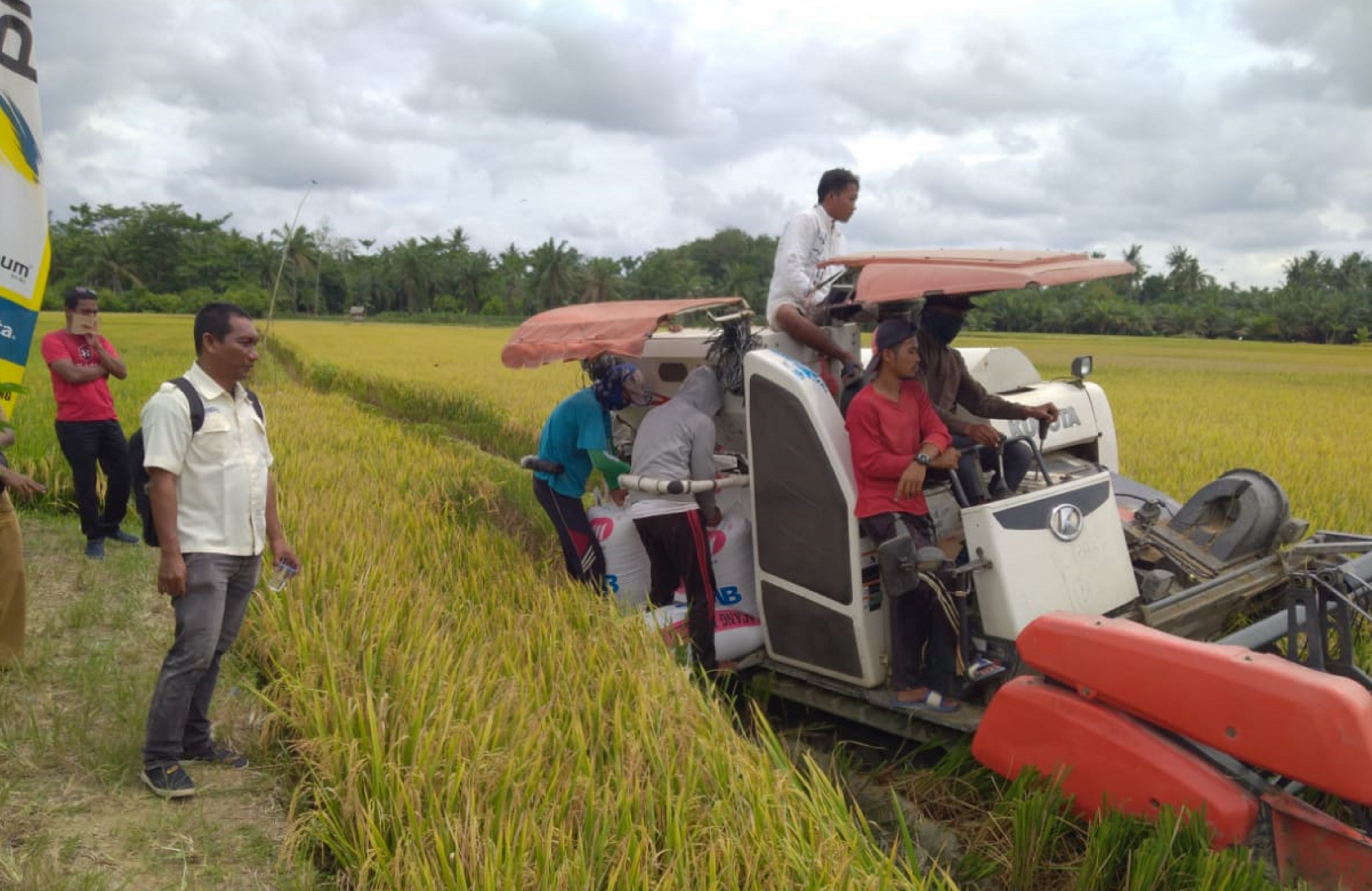 Kabupaten Aceh Tamiang, Provinsi Aceh, telah memasuki masa panen raya selama bulan Maret-April 2020.