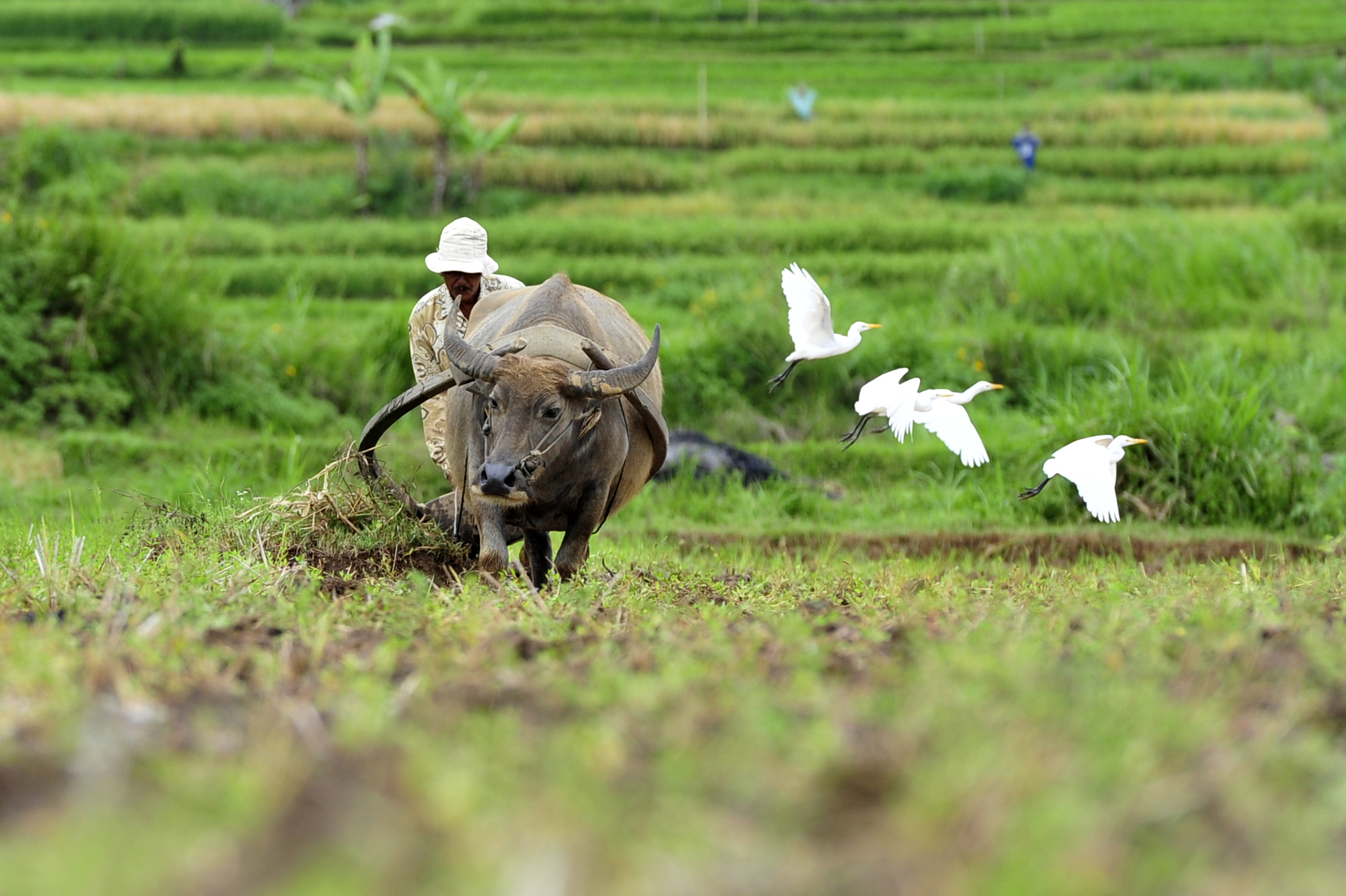 Petani membajak lahan pertanian sawah di Agam, Sumatra Barat.