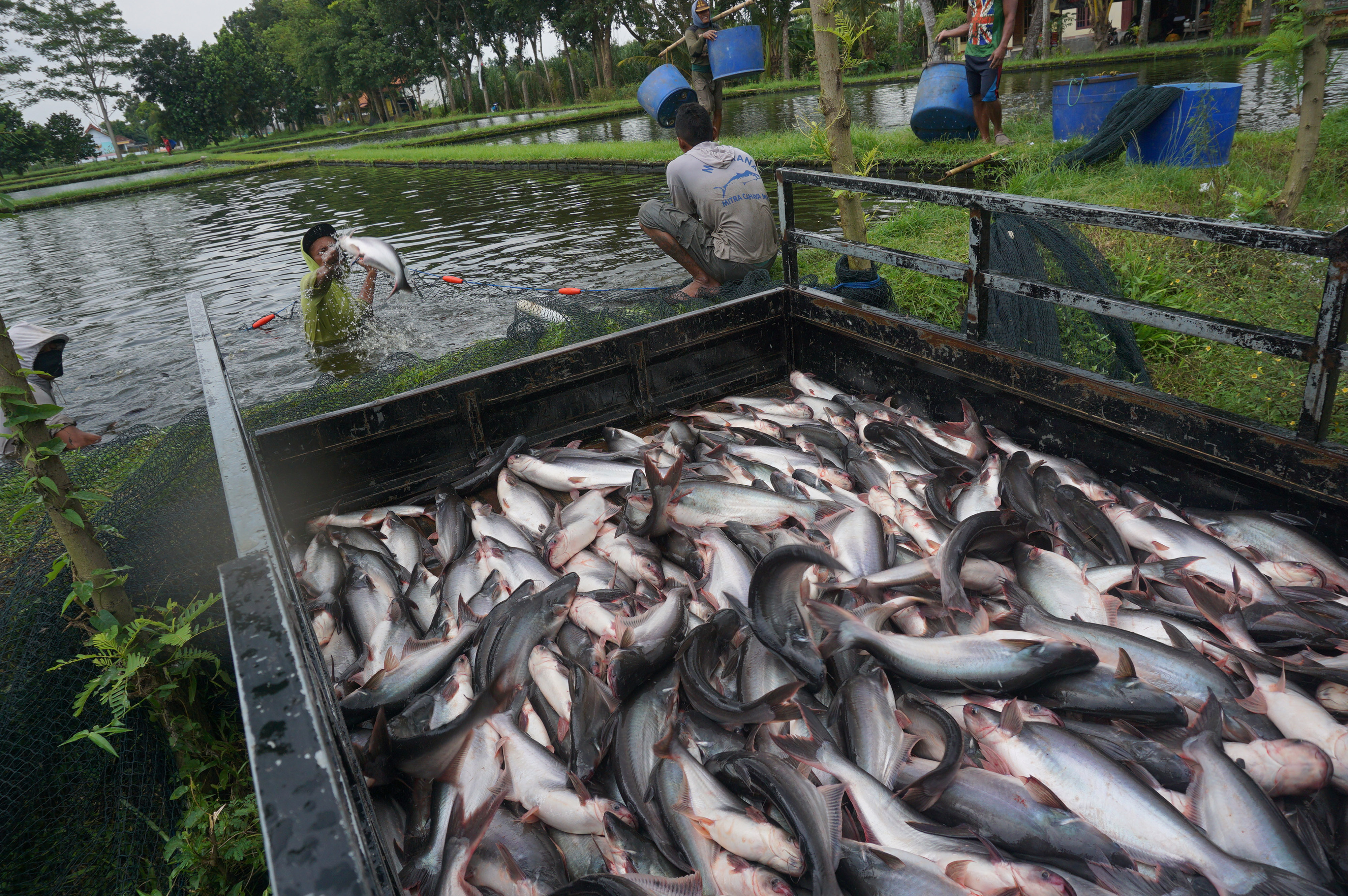  Pekerja memanen ikan patin di salah satu sentra budidaya ikan patin di Desa Bendiljati Wetan, Tulungagung, Jawa Timur, Selasa (28/4).
