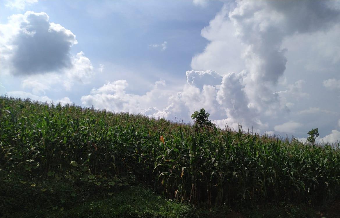 Tak Terhalang Covid-19, Kabupaten Bandung Menuai Panen Raya 