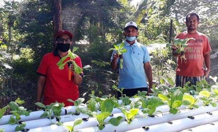 Irfandi Musrin, yang membudidayakan sawi hijau organik dengan pola tanam hidroponik di Kecamatan Aesesa, NTT