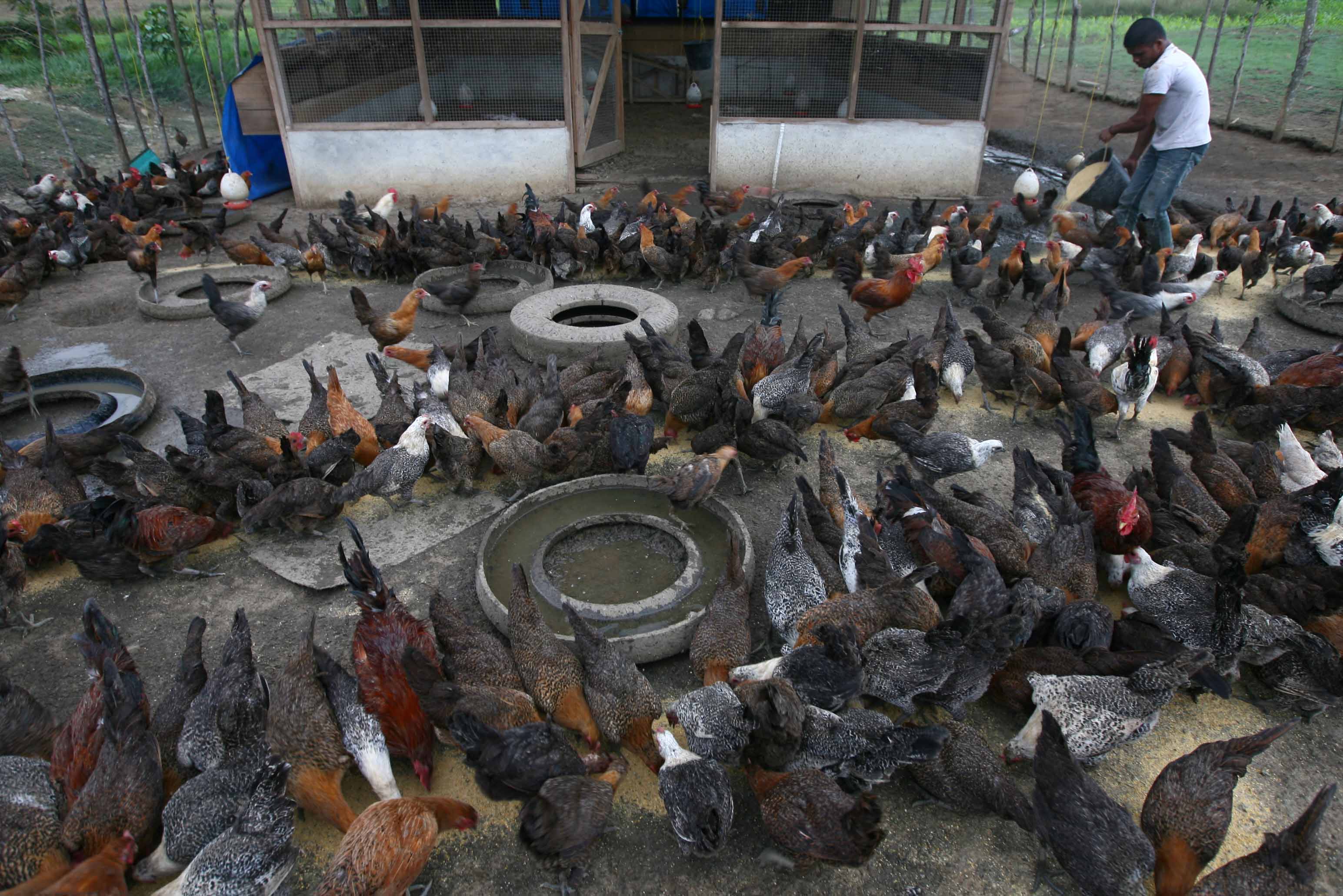  Peternak memberi makan ayam di kandang ternak ayam Desa Maheng, Kecamatan Kuta Cot Glie, Kabupaten Aceh Besar, Nanggroe aceh Darussalam.