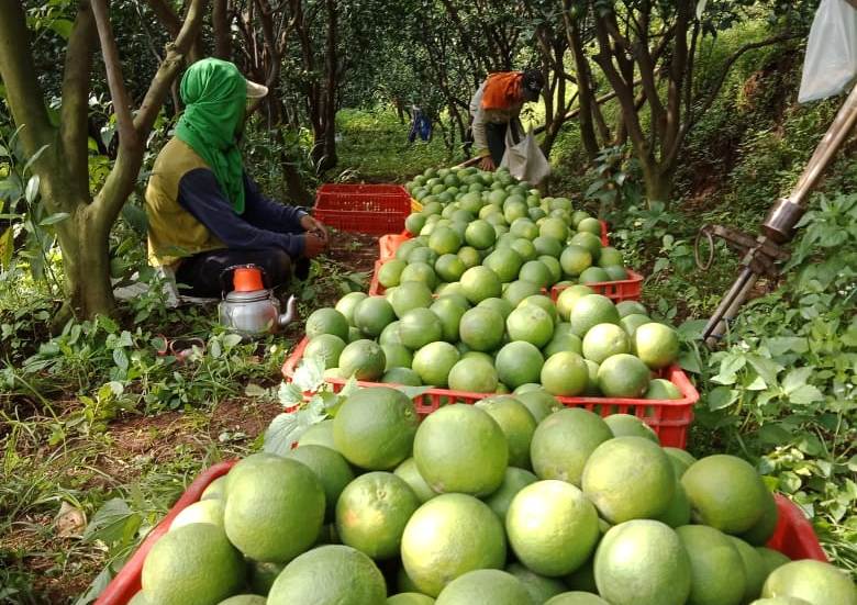 Petani memanen jeruk baby di Kabupaten Malang, Jawa Timur.