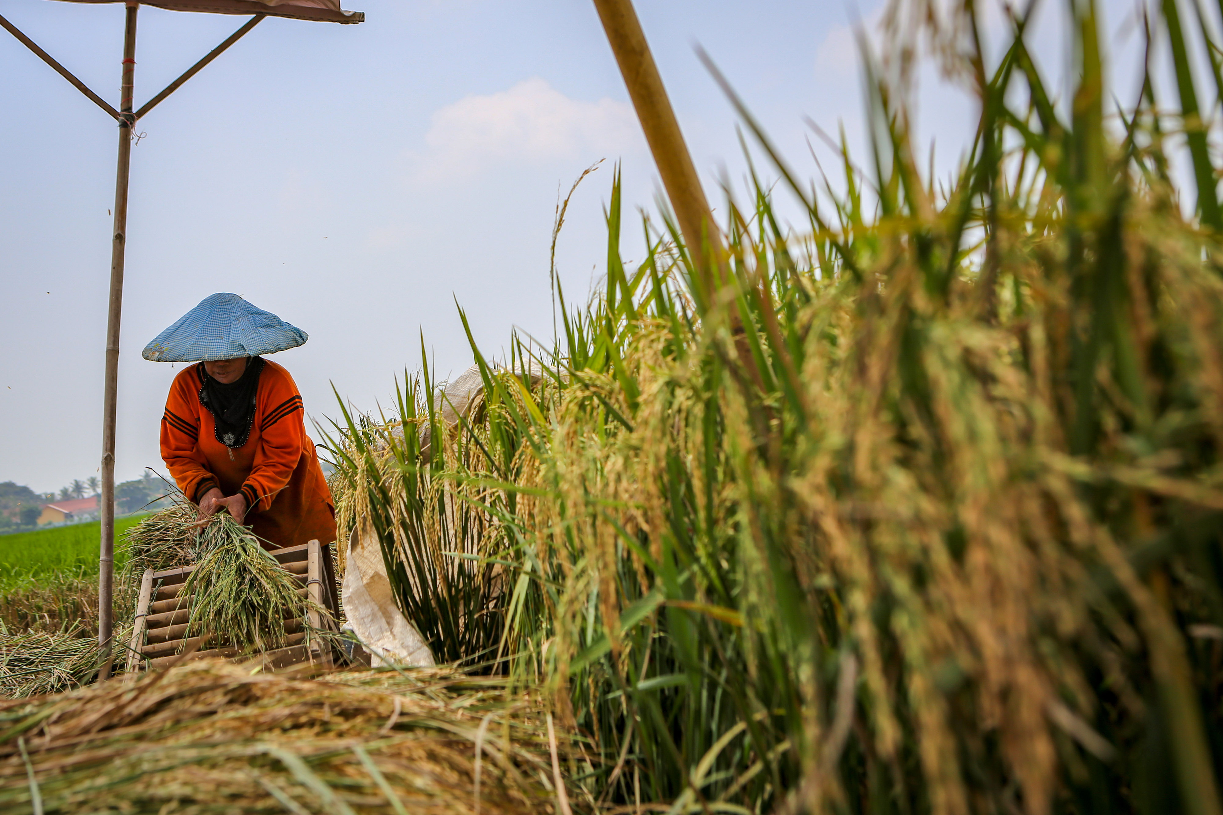 Petani memanen padi di Rajeg, Kabupaten Tangerang, Banten, kemarin.