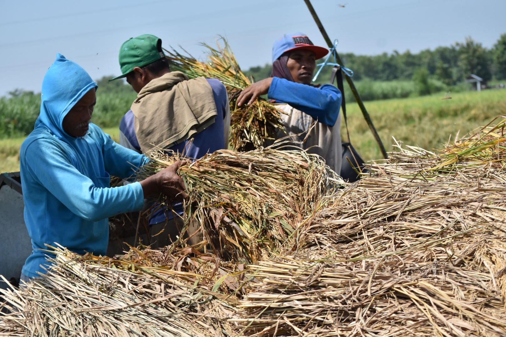 Pekerja memanen padi di Kota Madiun, Jawa Timur, Kamis (9/4