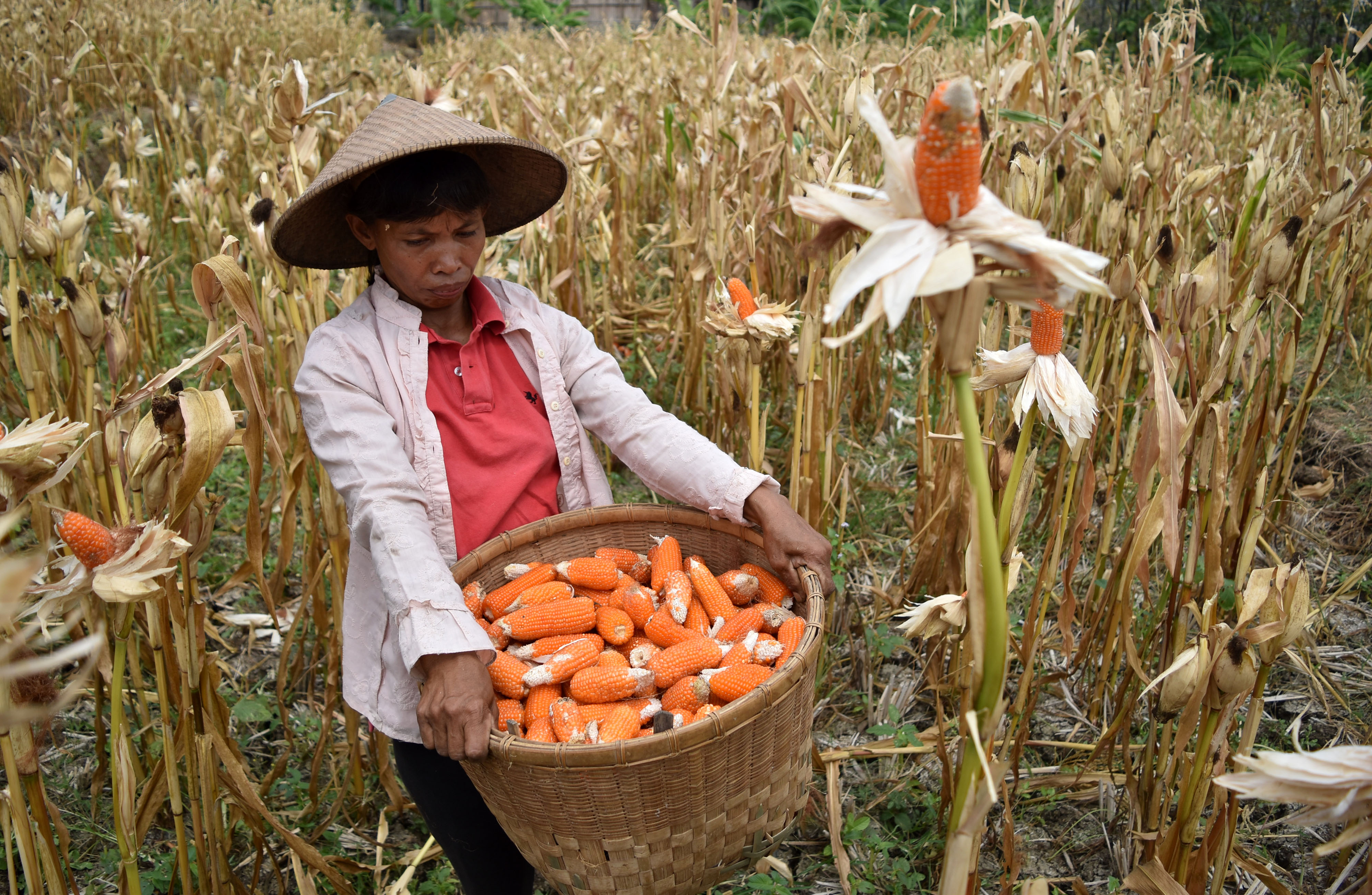  Petani memanen jagung di ladang miliknya di Pringapus, Kabupaten Semarang, Jawa Tengah