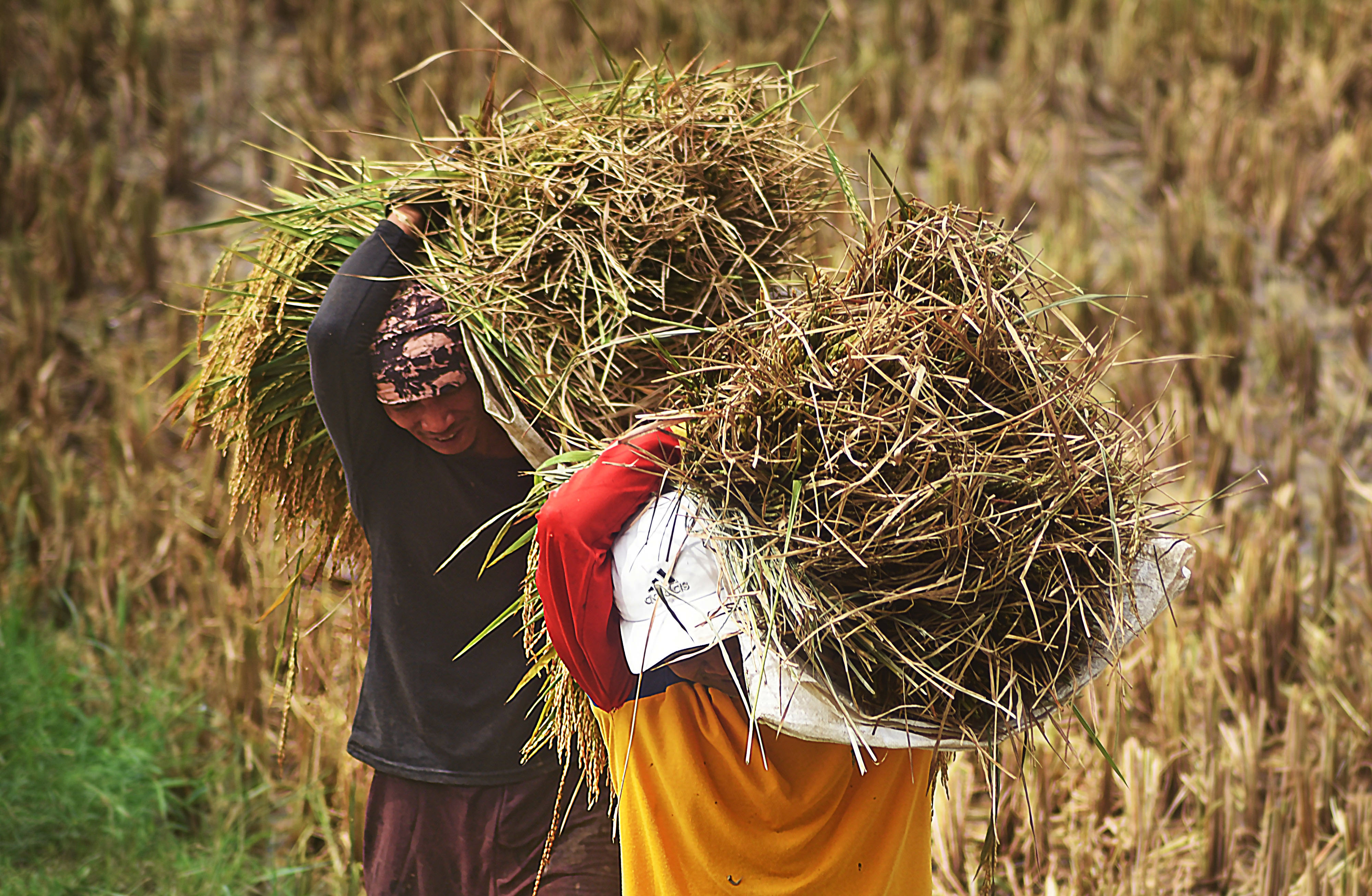 Petani memanen padi di Kampung Karanganyar, Sayar, Serang, Banten, Sabtu (11/4)