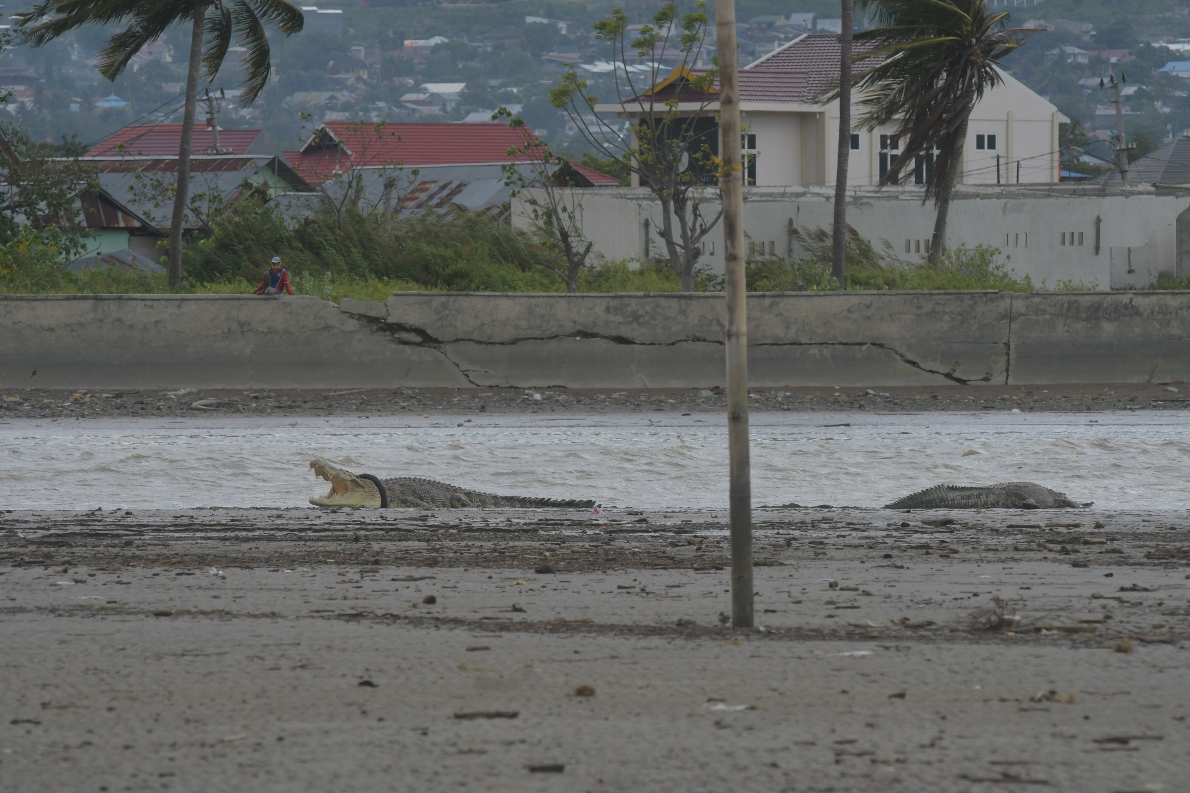 Seekor buaya liar yang terjerat ban sepeda motor naik ke darat dan berjemur bersama buaya lainnya di Muara Sungai Palu di Palu, Sulawesi Ten
