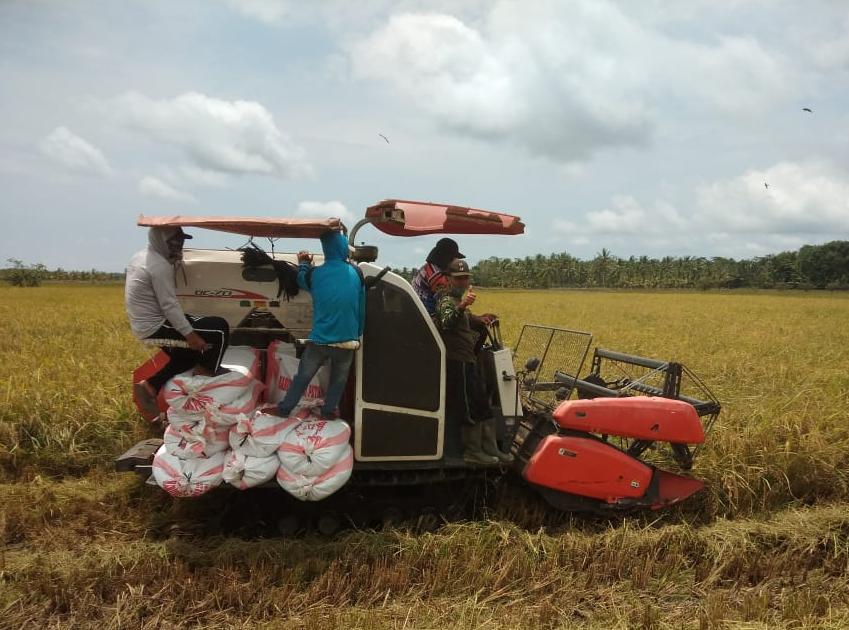 Petani di beberapa provinsi tengah menikmati panen raya padi. 