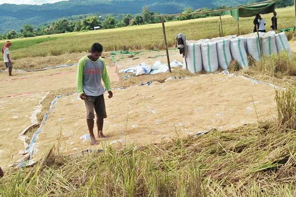 Para petani memanen padi di area persawahan di Kecamatan Lembor, Kabupaten Manggarai Barat (Mabar), NTT, kemarin.