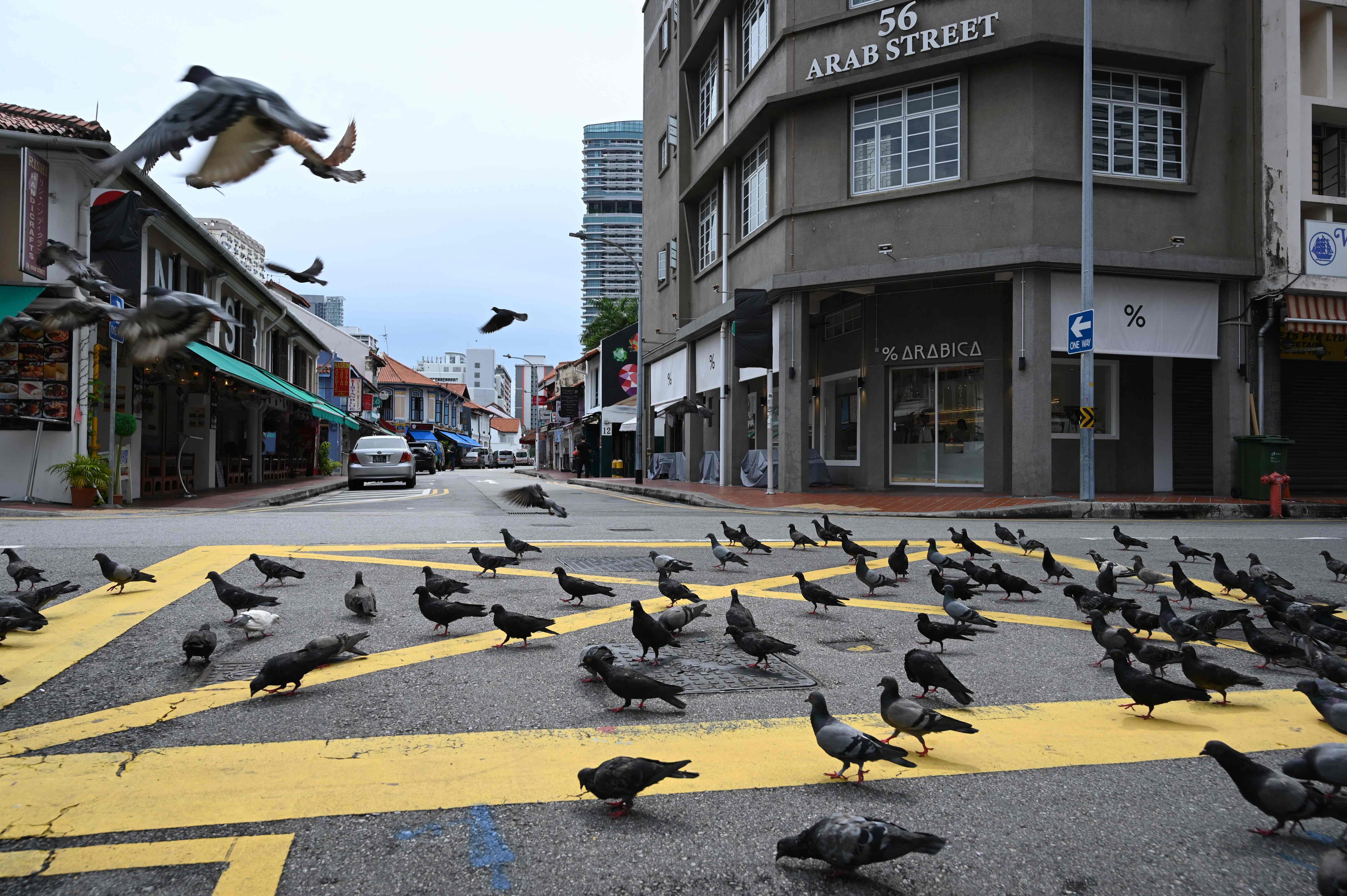 Hanya sekumpulan merpati yang menguasai kota sejak Singapura menutup perkantoran dan bisnis. (7/4/2020)