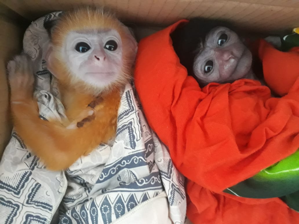 KLHK mengimbau masyarakat untuk tidak memelihara satwa liar, berburu, mengkonsumsi, dan memperdagangkan satwa liar tanpa izin.