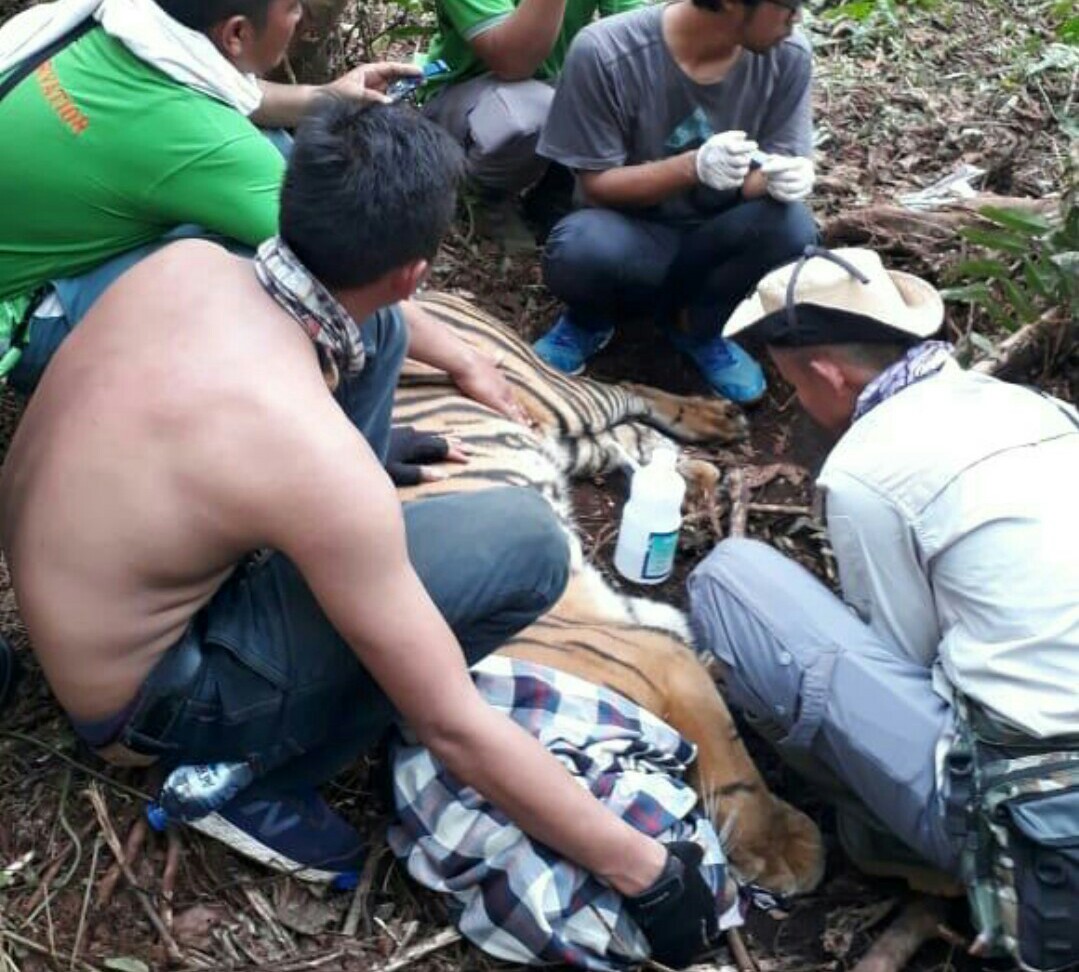 Tim BKSDA Riau saat menolong harimau yang terjerat di lahan konsesi. Harimau ini diberi nama Corina.