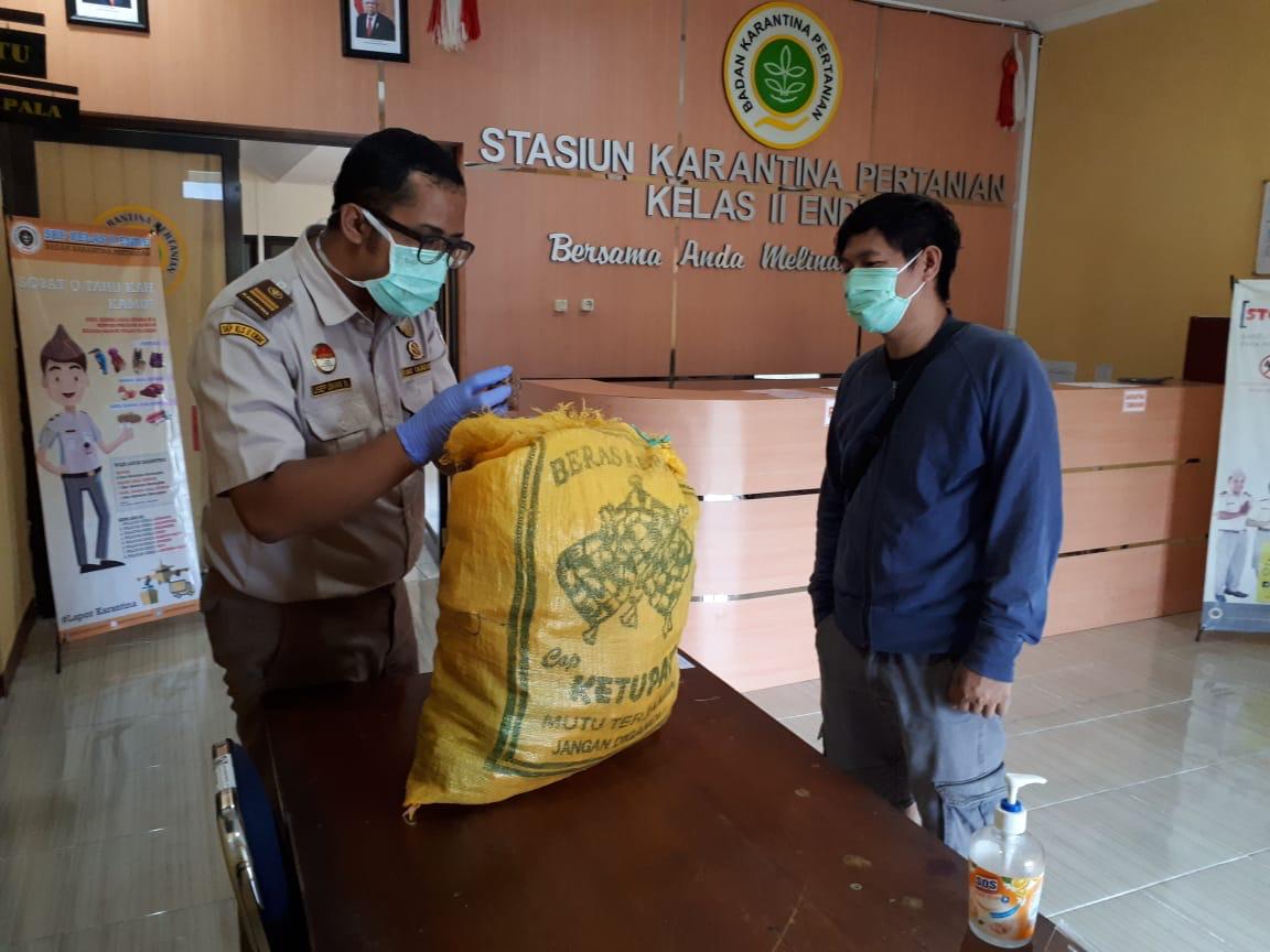 Petani jamur harimau membawa hasil panennya untuk diperiksa di Statsiun Karatina Pertanian di NTT.    