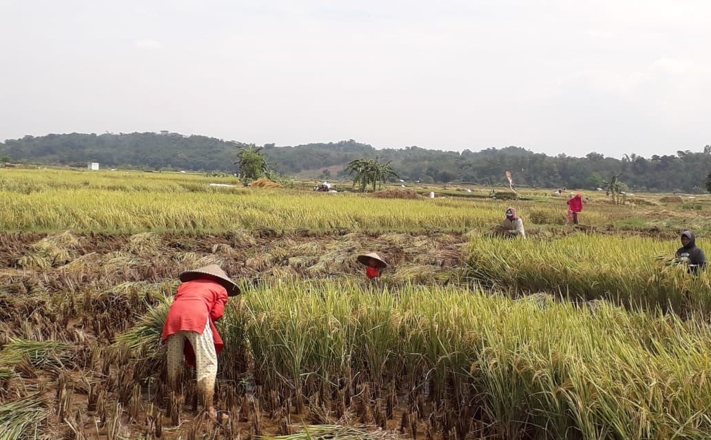 Petani sedang memanen padi di Kecamatan Tondano Timur, Kabupaten Minahasa, Sulawesi Utara (Sulut).