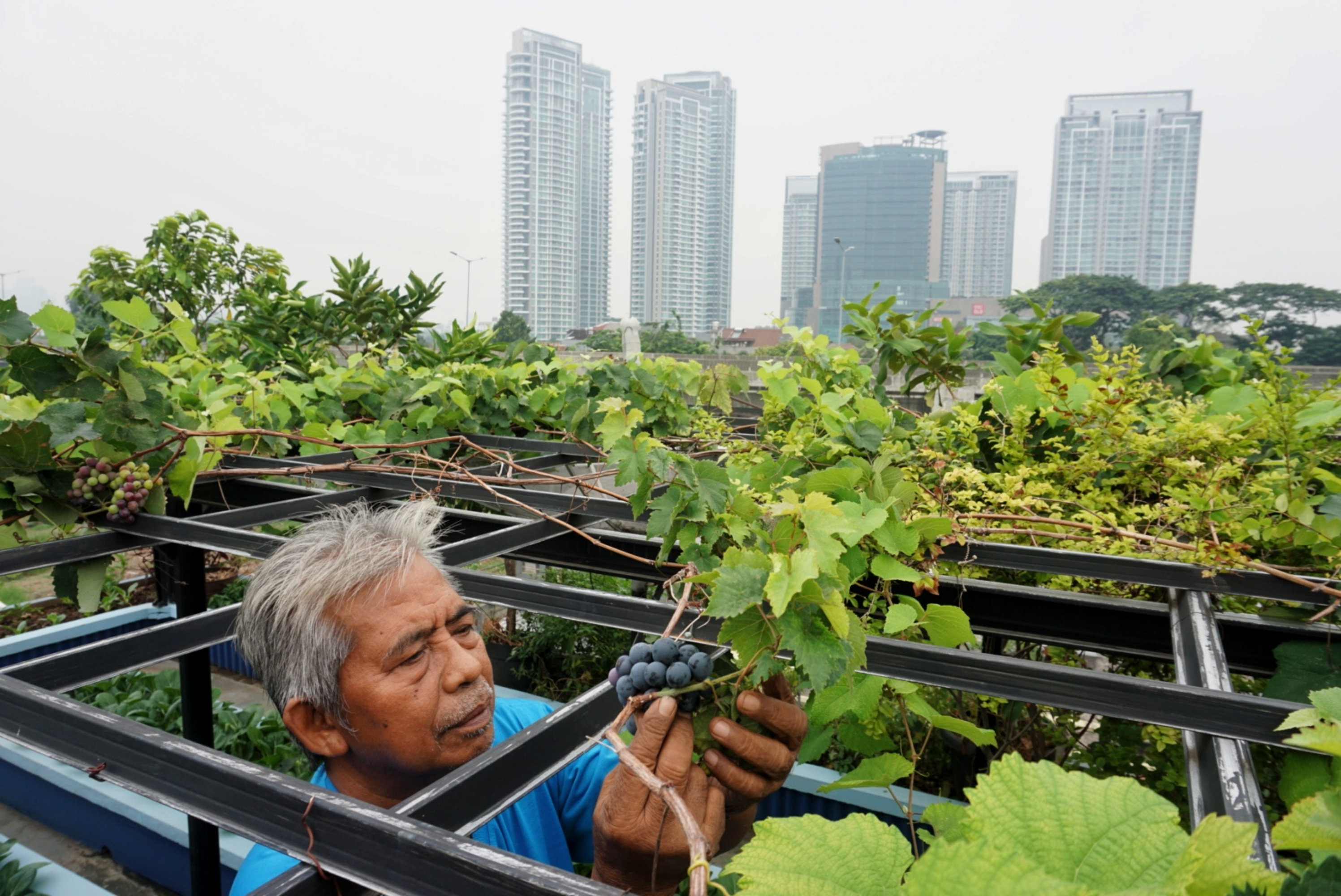  Abdul Rahman  merawat tanamannya di kebun yang berada diatas balkon rumah di kawasan Cipete, Kebayoran Baru, Jakarta.