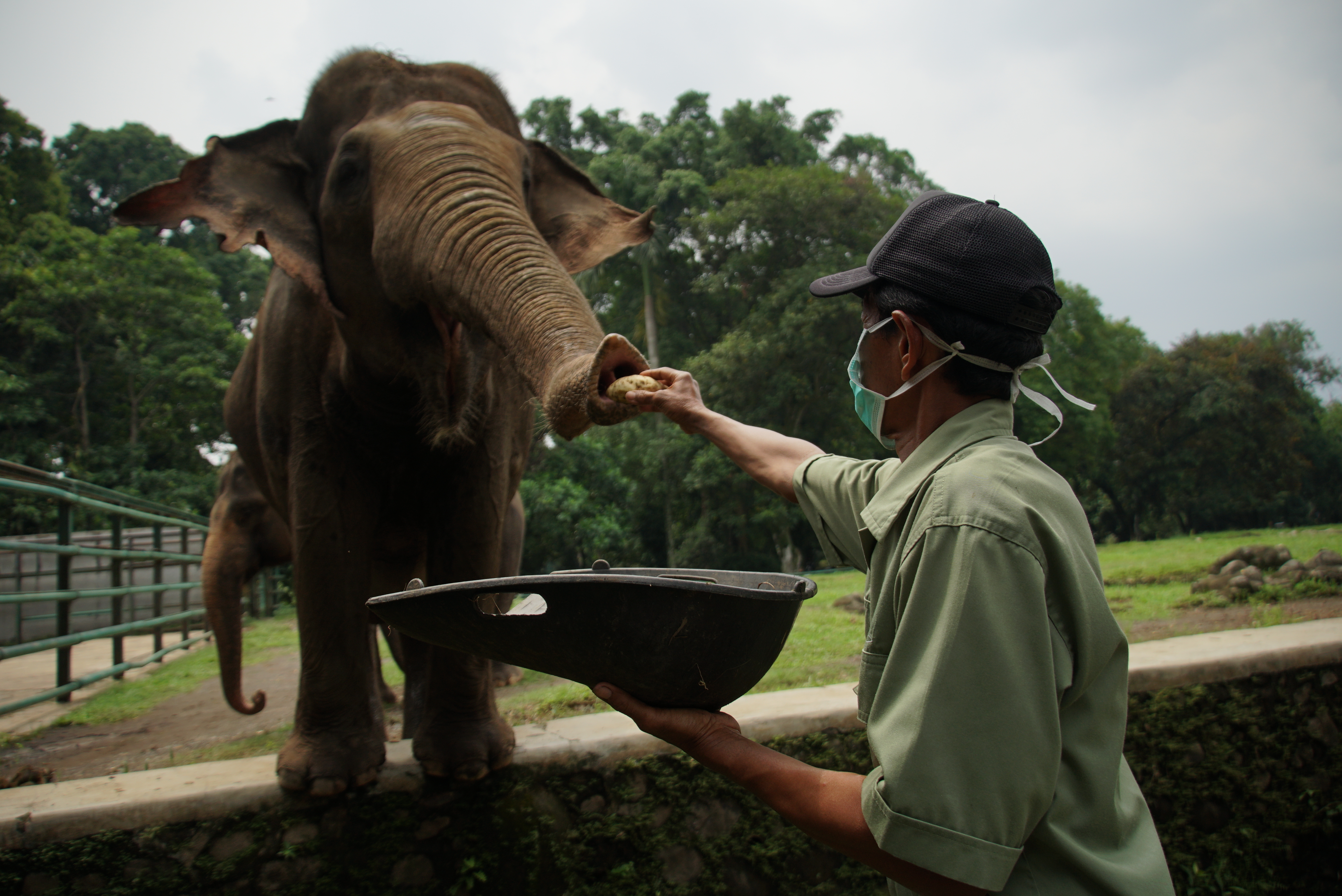 Petugas menyemprotkan dIsinfektan di Kebun Binatang Ragunan, Jakarta Selatan.