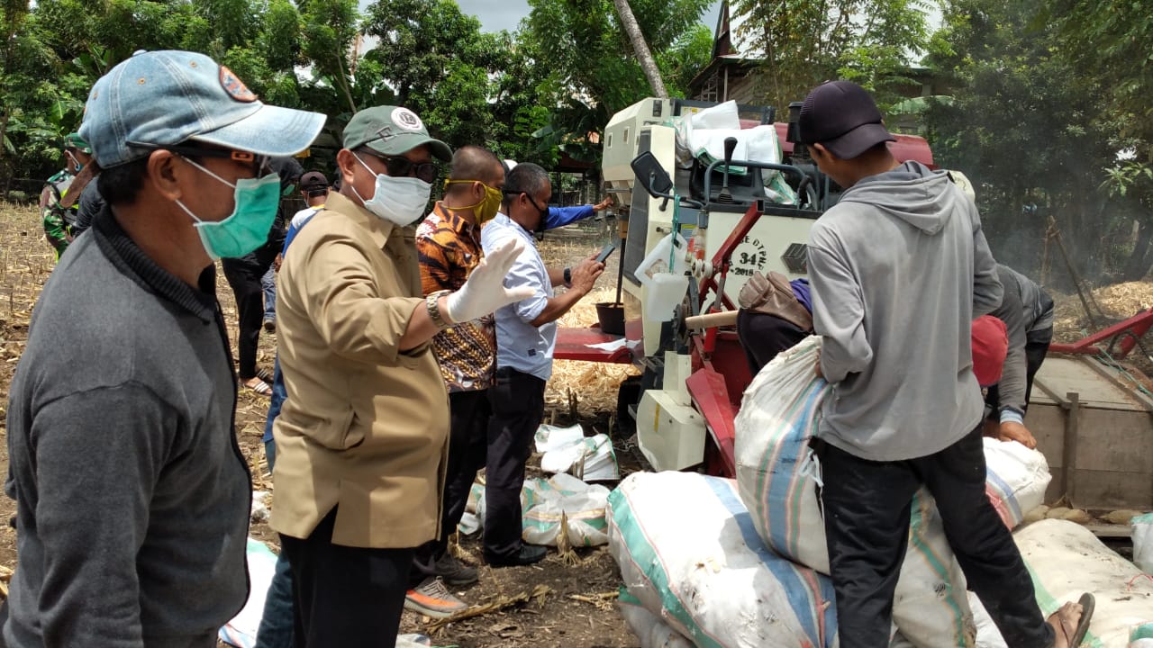 Petani melakukan panen raya di Kabupaten Wajo, Sulawesi Selatan.