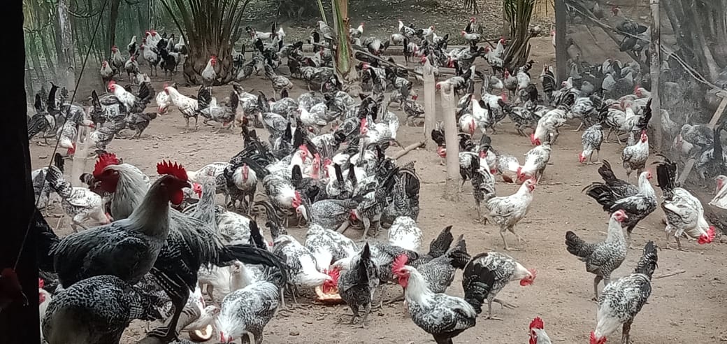 Salah satu jenis ayam unggulan Indonesia dengan produksi telurnya yang tinggi adalah ayam Sembawa