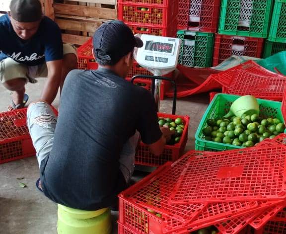 Kementan mengaku optimistis bahwa komoditas buah dan sayur petani lokal terus meningkat. 