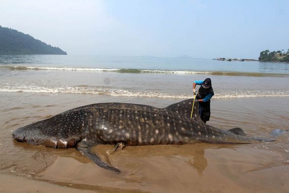 Hius Paus yang pernah terdampar di Pantai Teluk Betung, Kecamatan Batang Kapas, Kabupaten Pesisir Selatan, Sumatera Barat, Oktober 2019,