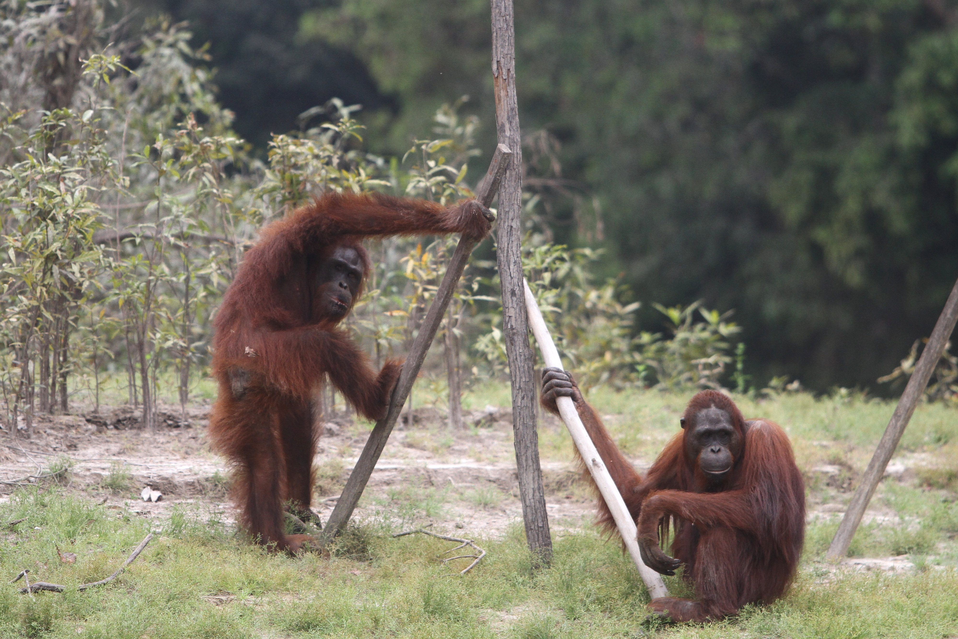 Dua orang utan (Pongo pygmaeus) di lokasi prapelepasliaran di Pulau Kaja, Sei Gohong, Palangkaraya, Kalimantan Tengah.