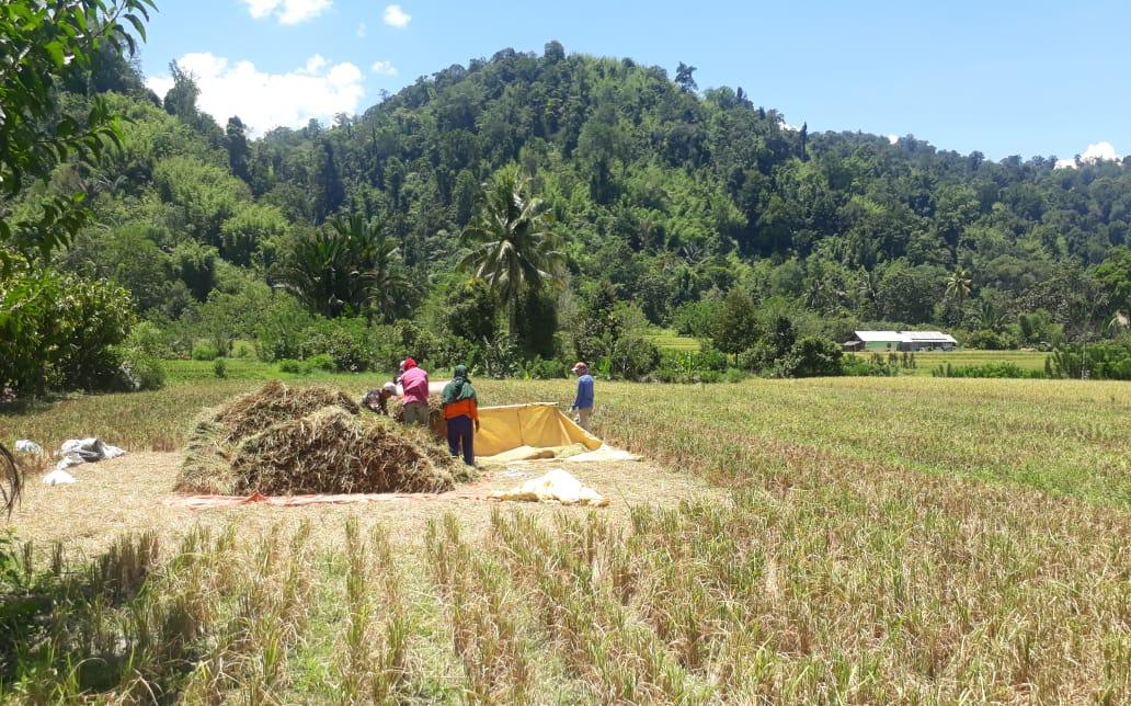 Kendati pandemi Covid-19, Kelompok Tani Taipa Bengga di Kabupaten Sigi, Provinsi Sulteng, tetap melaksanakan kegiatan panen padi. 