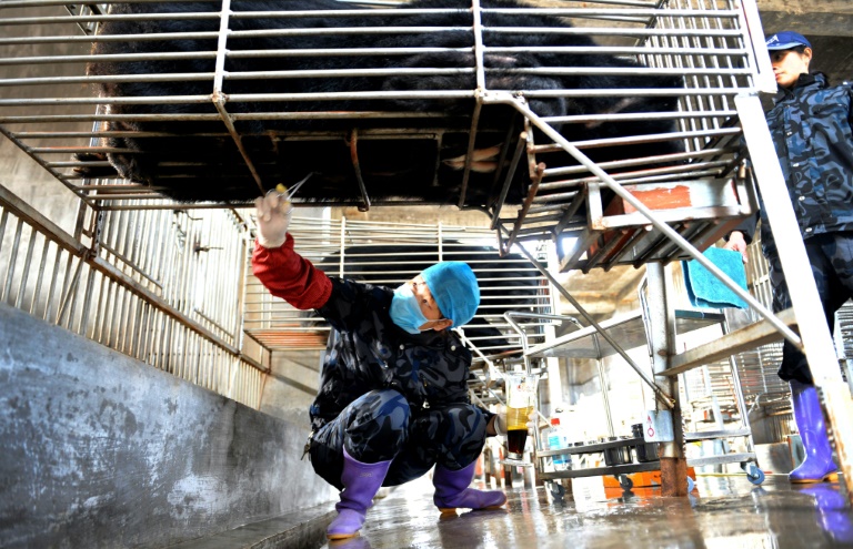 Pekerja mengambil beruang dari kandang untuk diambil empedunya di sebuah peternakan beruang ddi Provinsi Fujian, Tiongkok.