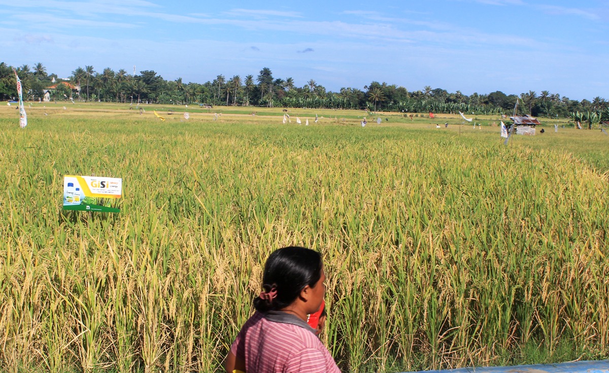 Panen Raya, Harga Beras di Kupang Stabil