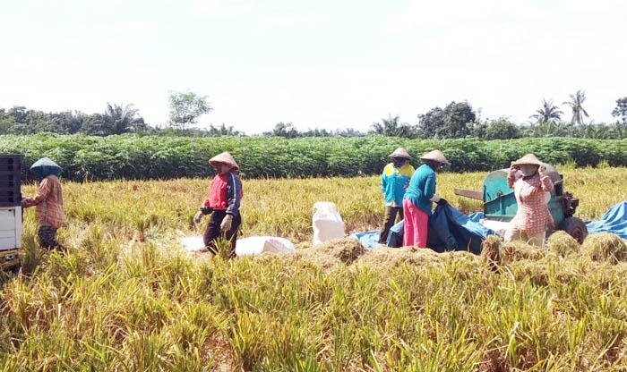  Petani di Kabupaten Lampung Utara, Provinsi Lampung memanen padi gogo dengan hasil 8 ton/ha.