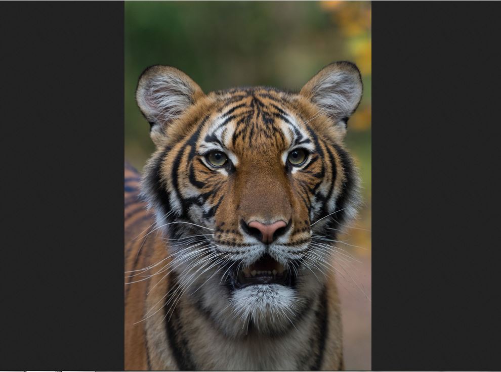 Harimau di Kebun Binatang Bronx, New York, Amerika Serikat