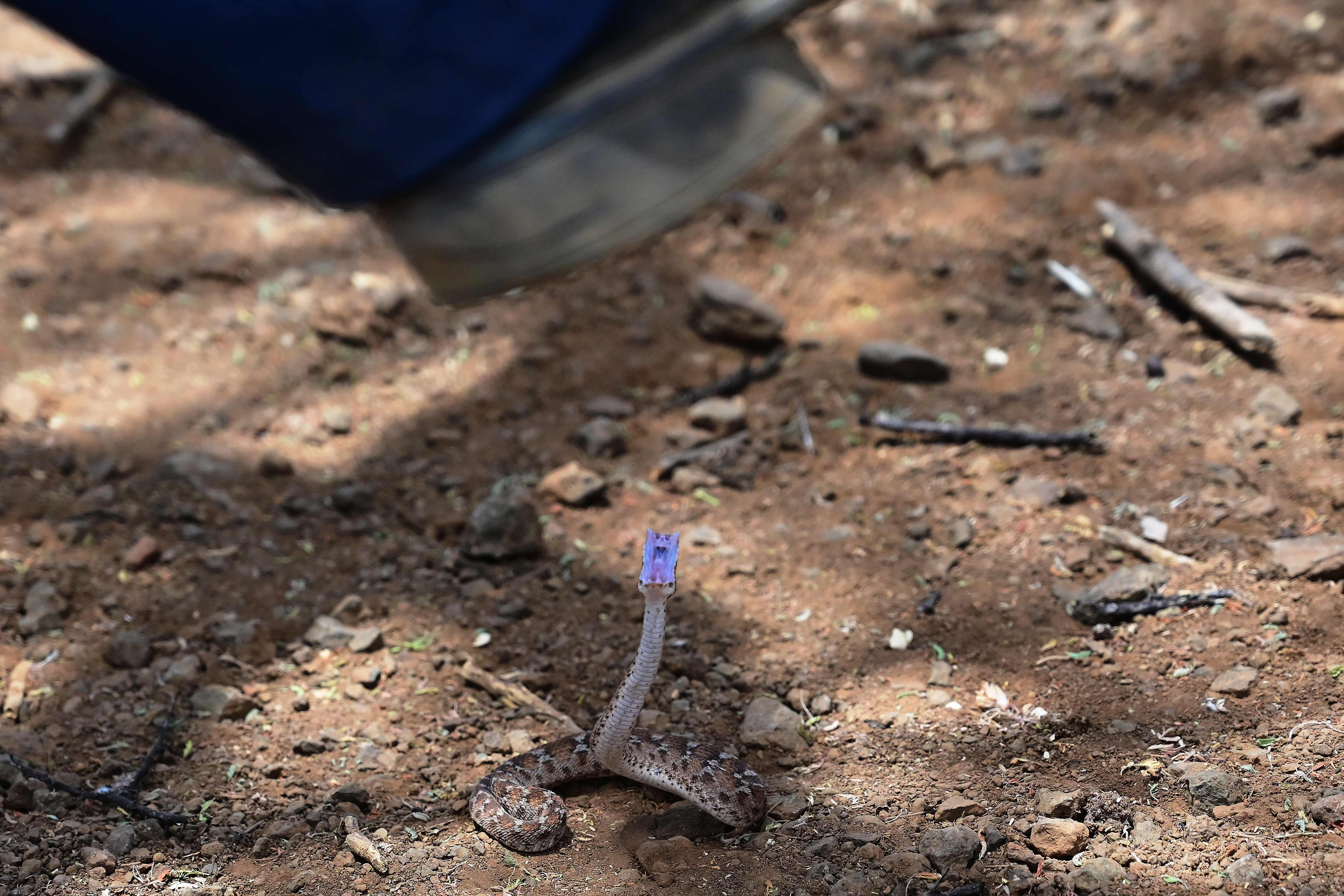 Ular Viper di Kenya. Ular paling berbisa ini ternyata juga ditemukan di Asia