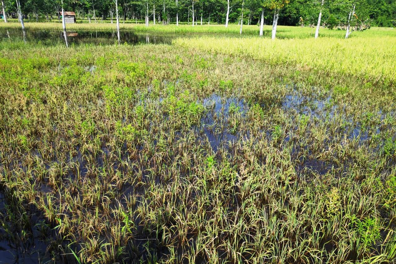 Sawah terendam banjir.
