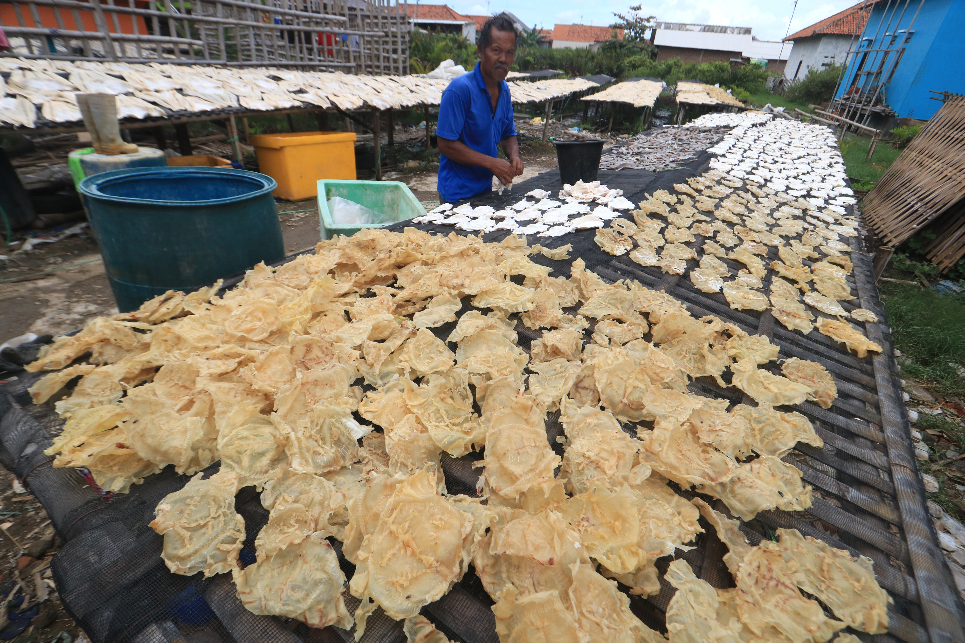 Pekerja menjemur lambung ikan jambal untuk di ekspor di desa Pabean udik, Indramayu, Jawa Barat, Selasa (18/2/2020).