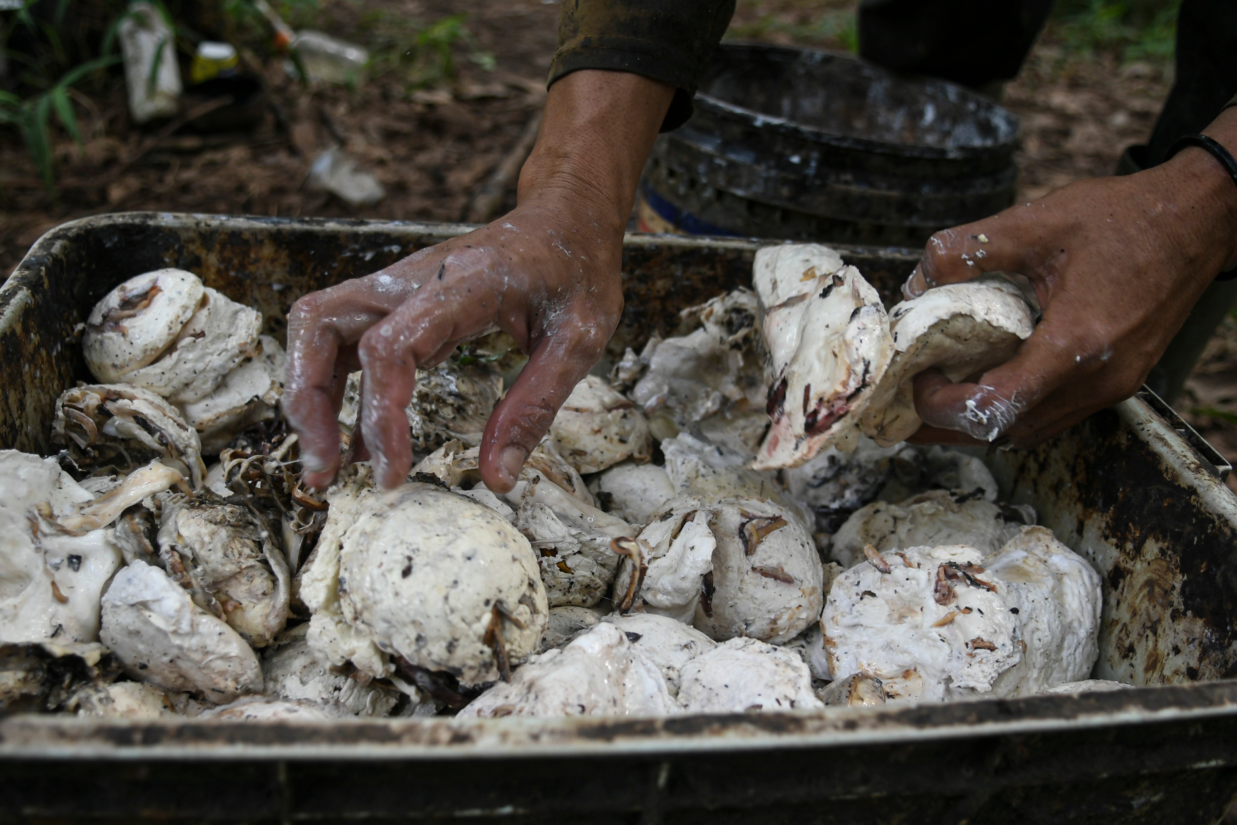 Petani mengumpulkan getah karet hasil panen di Palembang, Sumatera Selatan, Jumat (31/1).