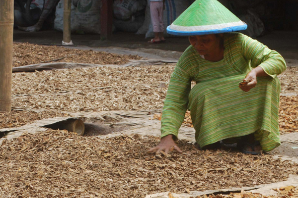 Seorang pekerja sedang menjemur empon-empon.