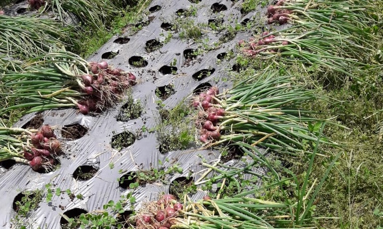 Ilustrasi panen bawang merah.