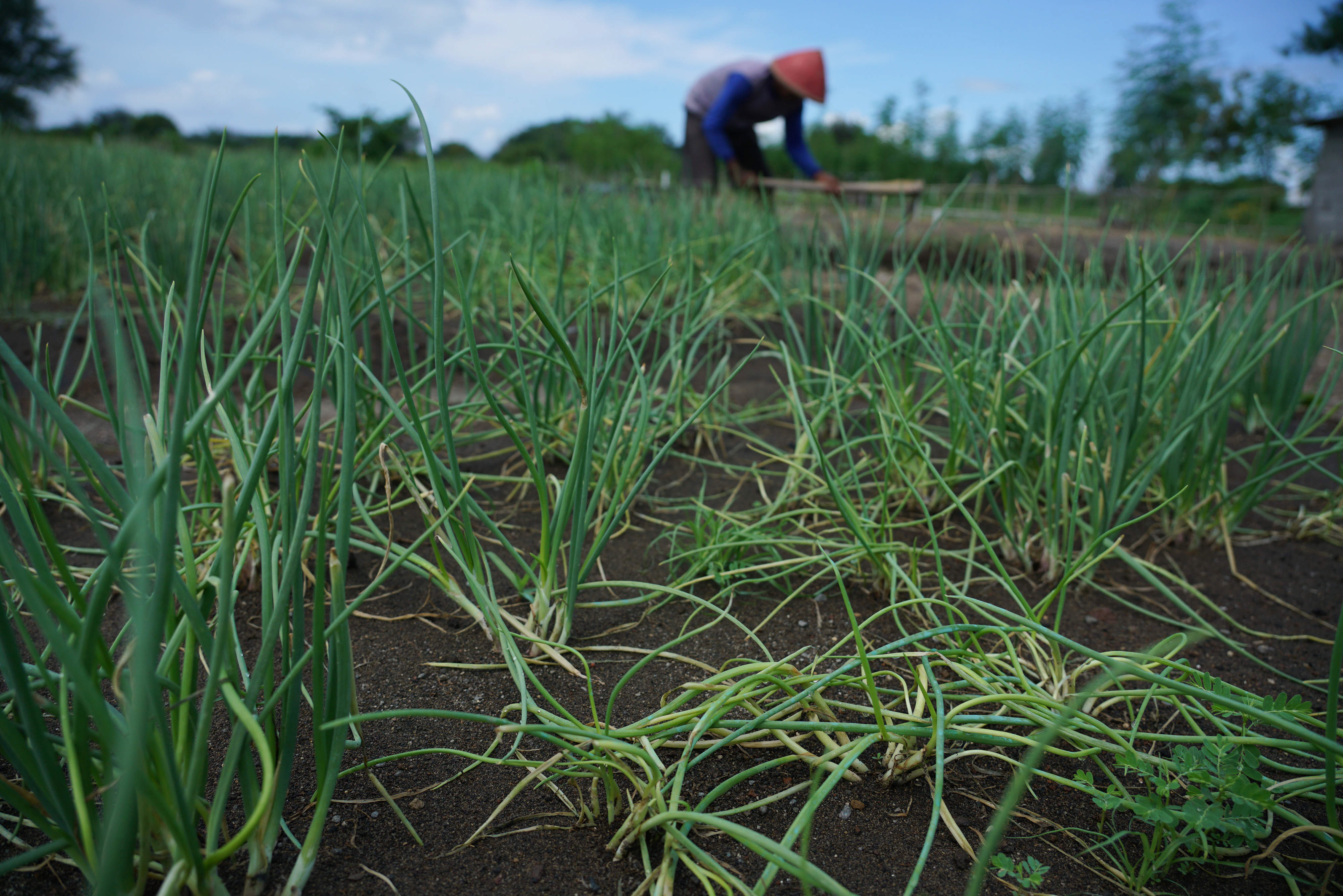 Petani menggarap ladang di area lahan berpasir, Srandakan, Bantul, DI Yogyakarta, Jumat (6/3/2020).